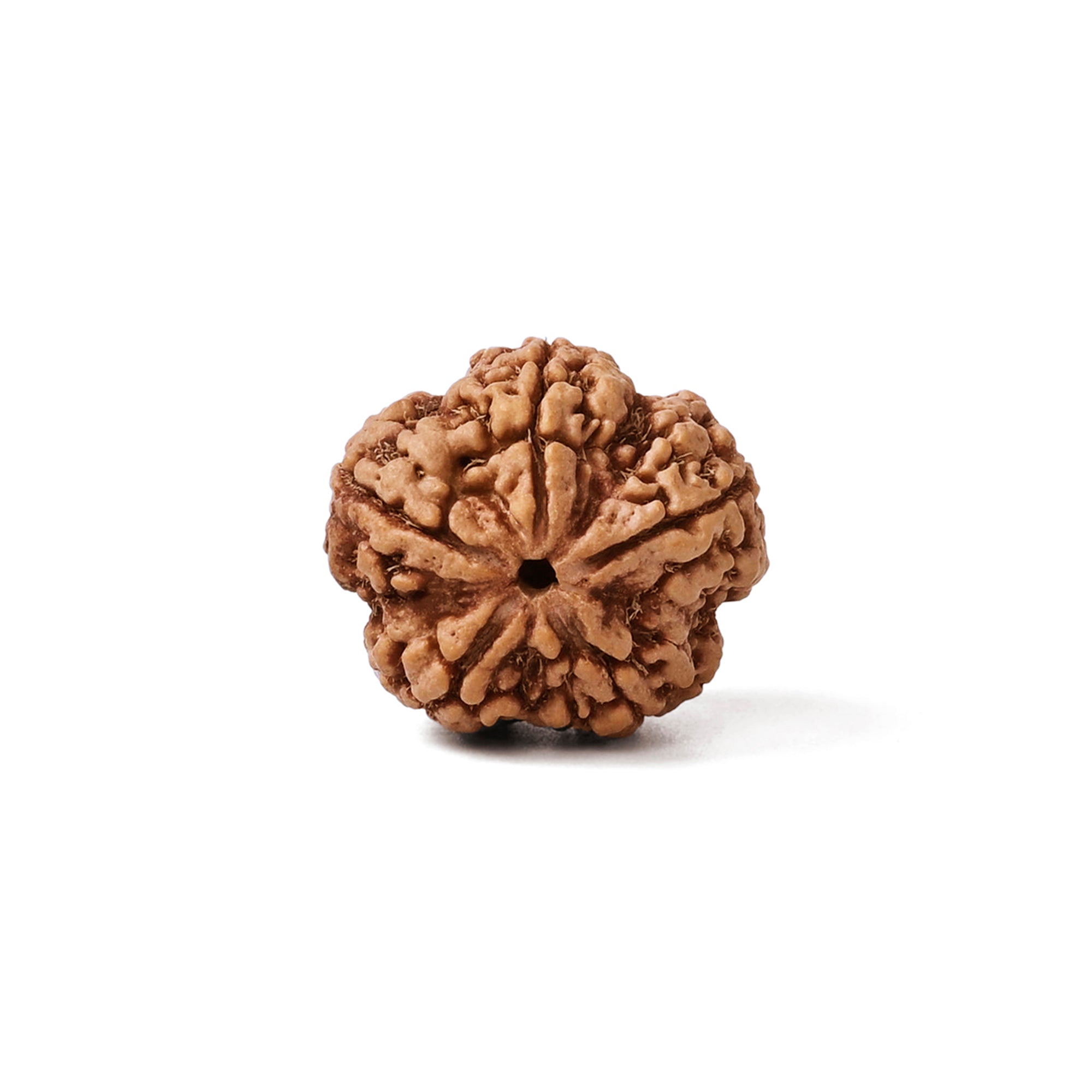 Natural 5 Mukhi Rudraksha ULTRA (Nepali)
