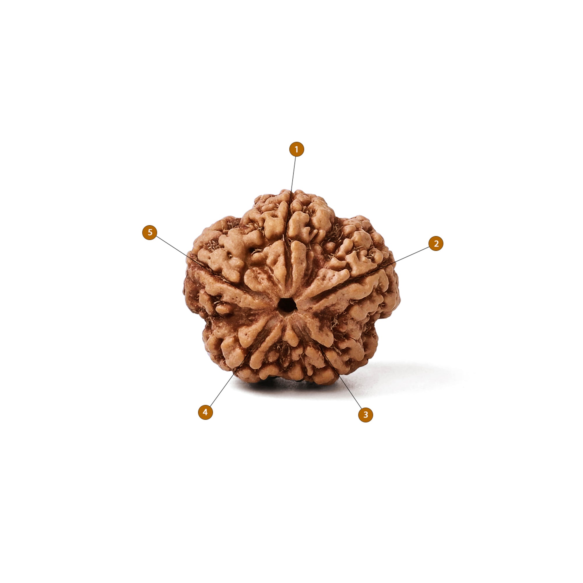 Natural 5 Mukhi Rudraksha ULTRA (Nepali)