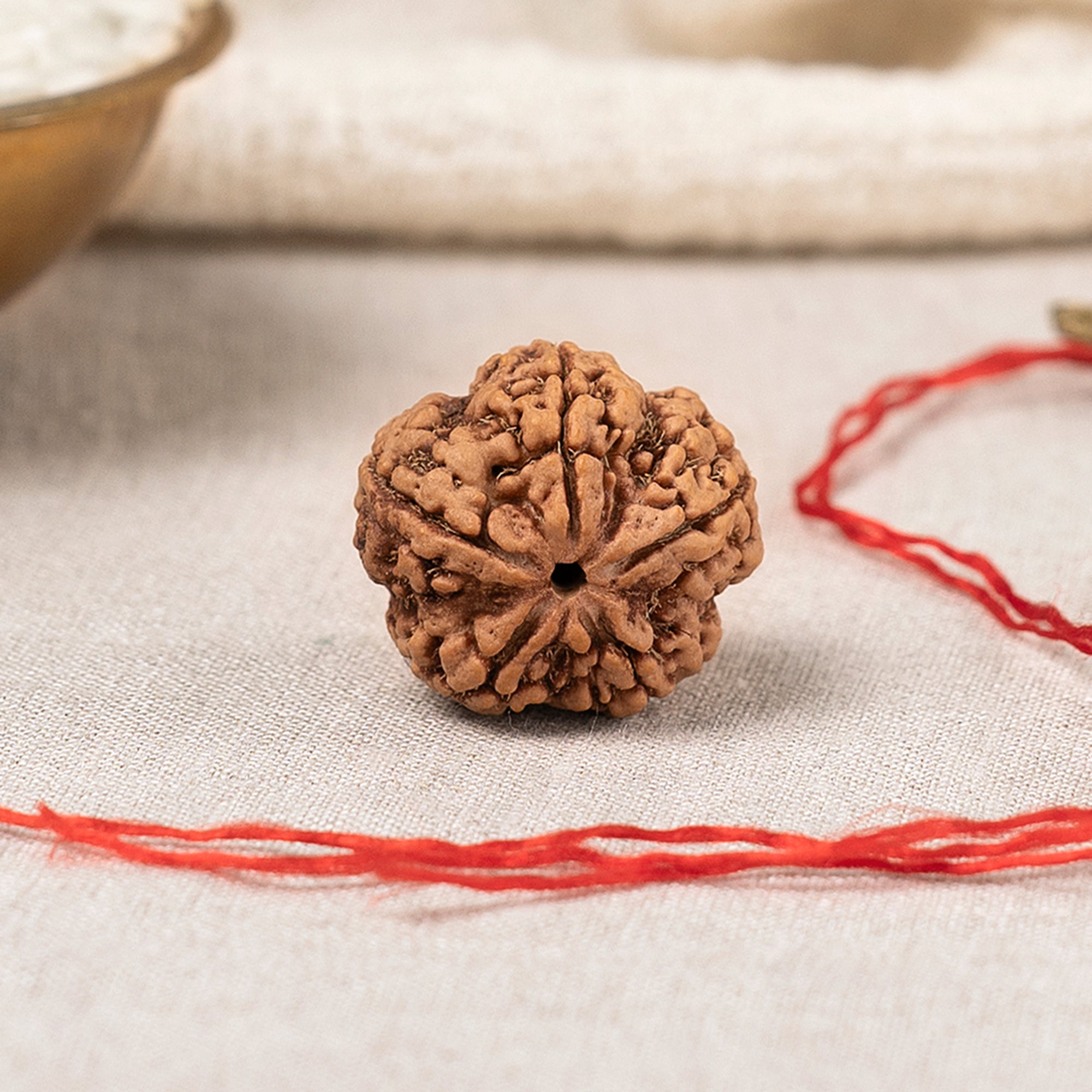 Natural 5 Mukhi Rudraksha ULTRA (Nepali)