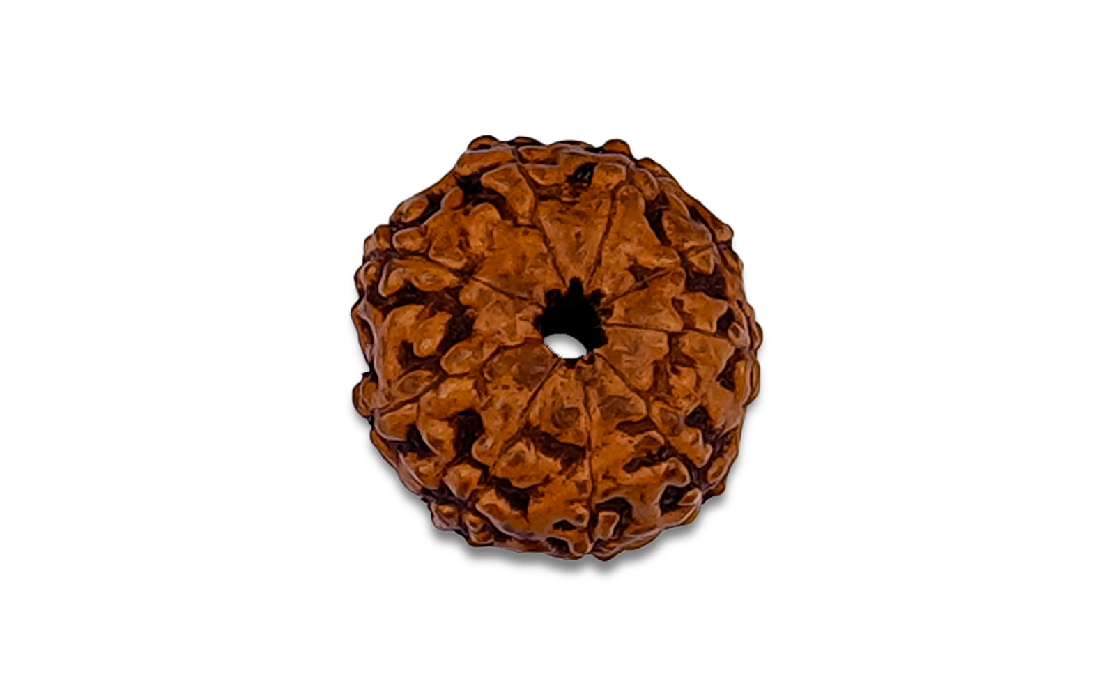 9 Mukhi Rudraksha – Original Indonesian Bead
