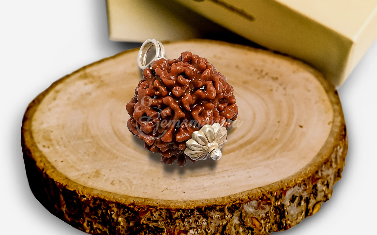 6 Mukhi Rudraksha (Nepali)