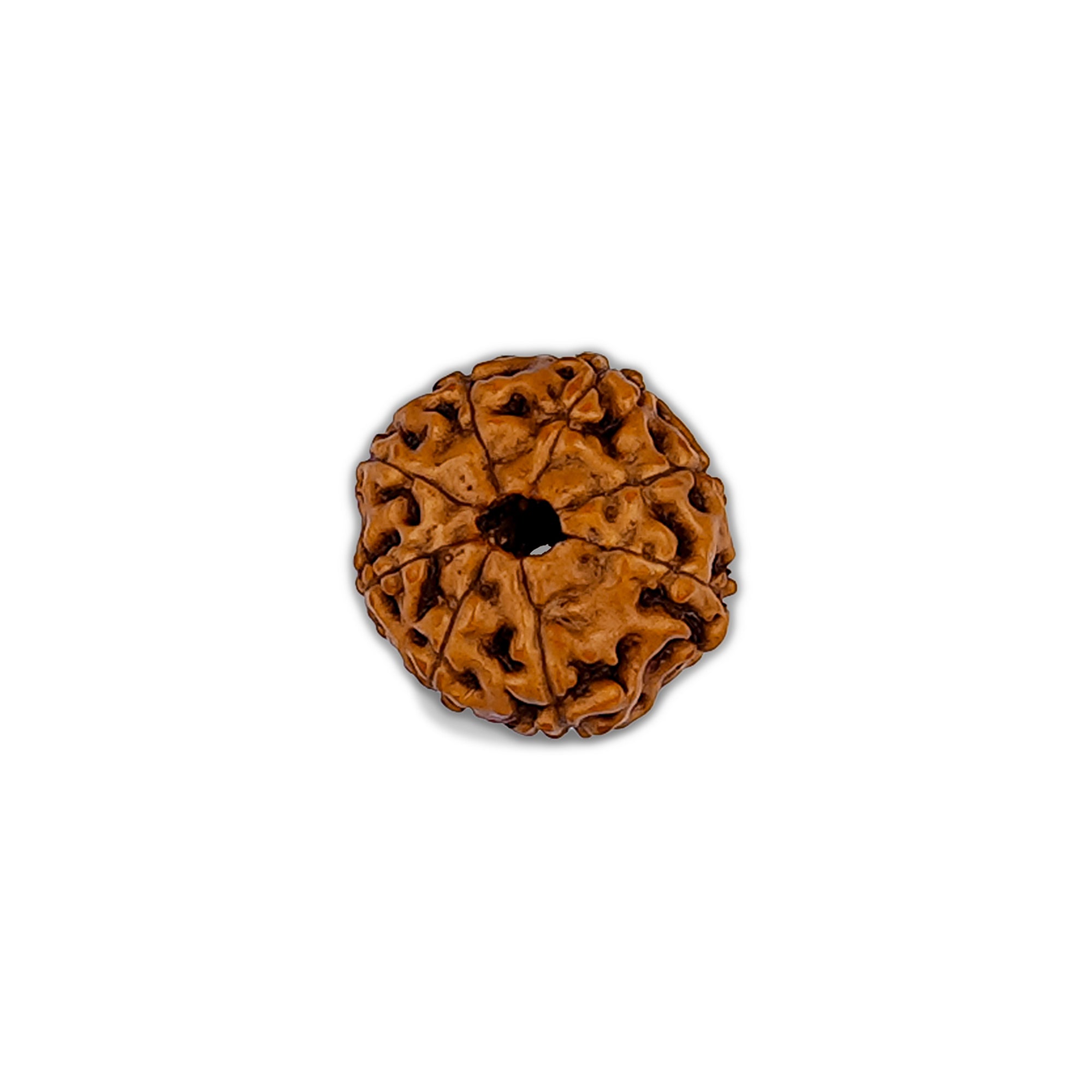 8 Mukhi Rudraksha – Original Indonesian Bead