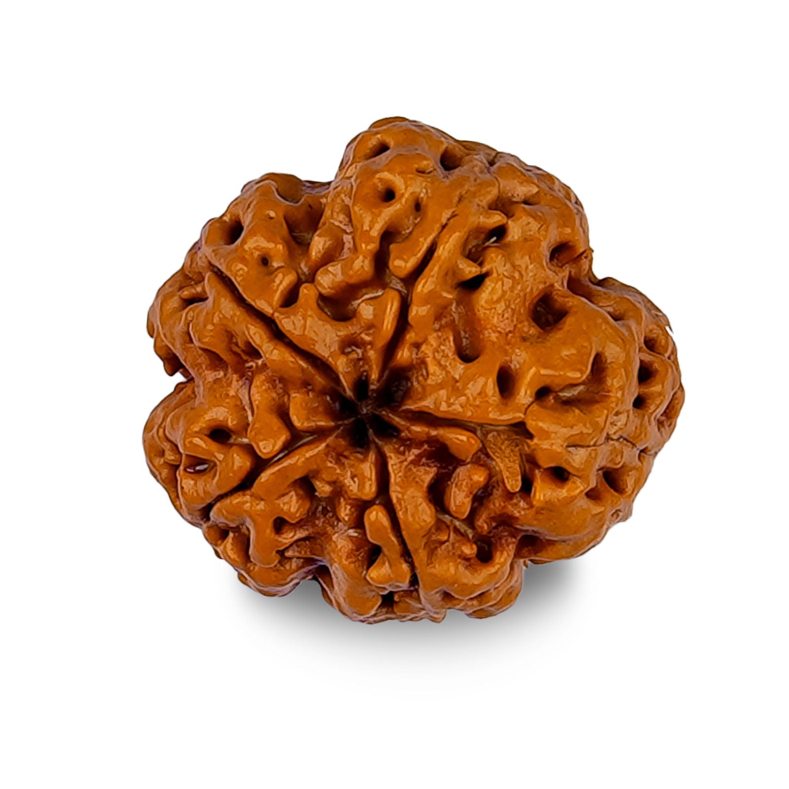 5 Mukhi Rudraksha - Gemsmantra