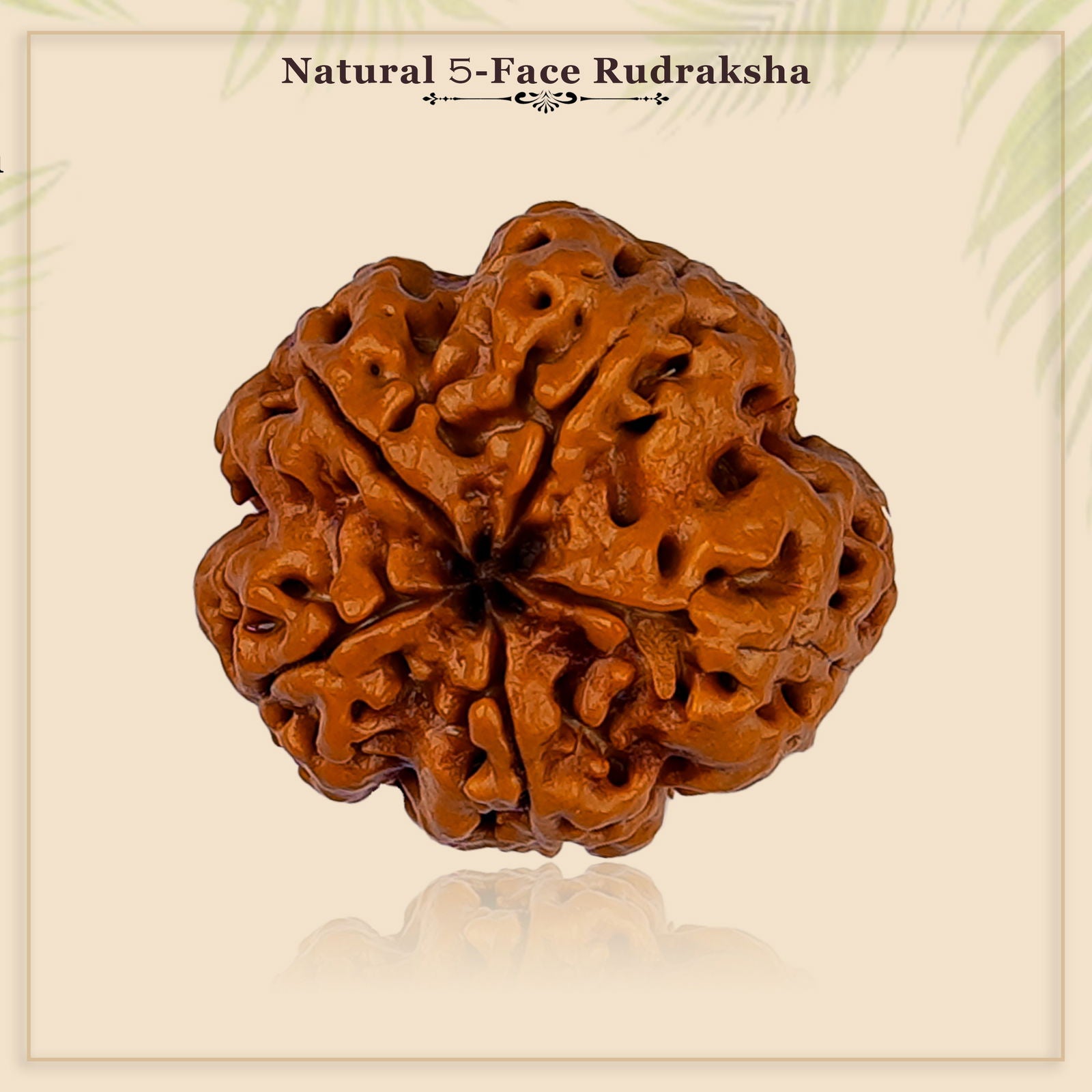 5 Mukhi Rudraksha - Gemsmantra