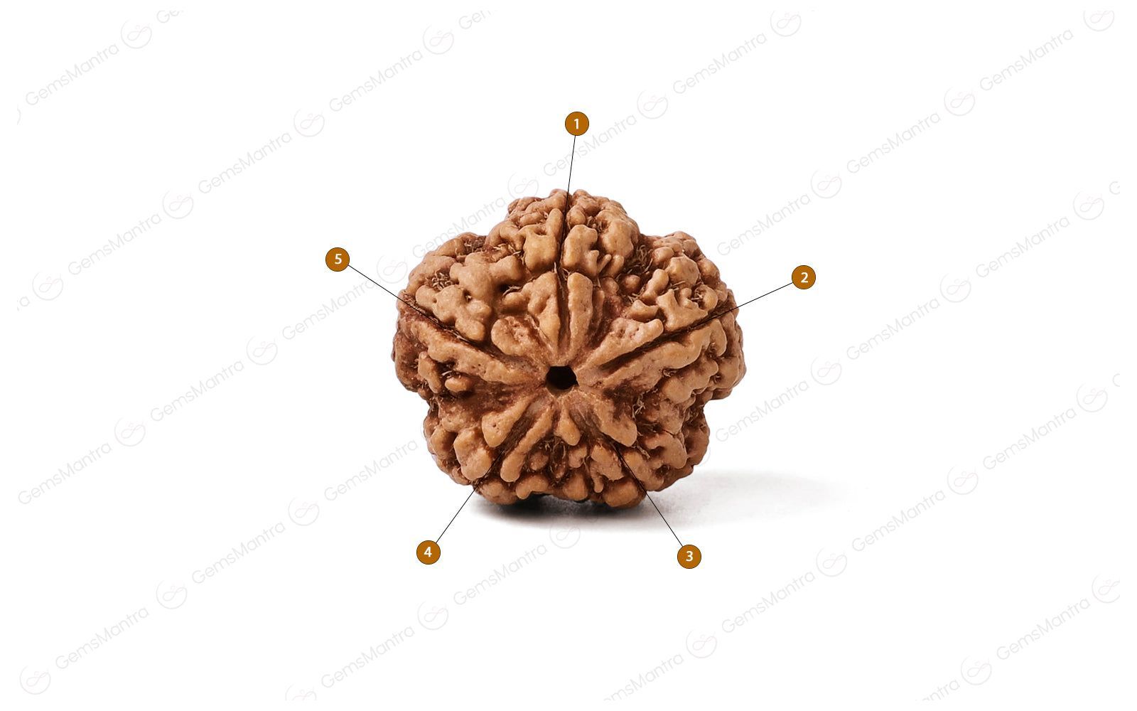 Abhimantrit Natural 5 Mukhi Rudraksha (Nepali)