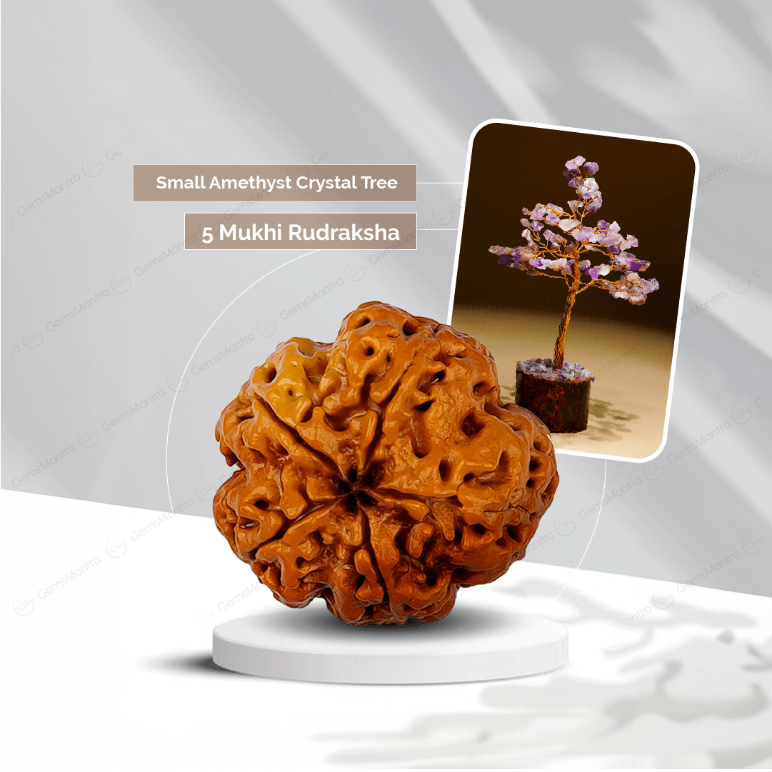 5 Mukhi Rudraksha + Small Amethyst Crystal Tree - Gemsmantra