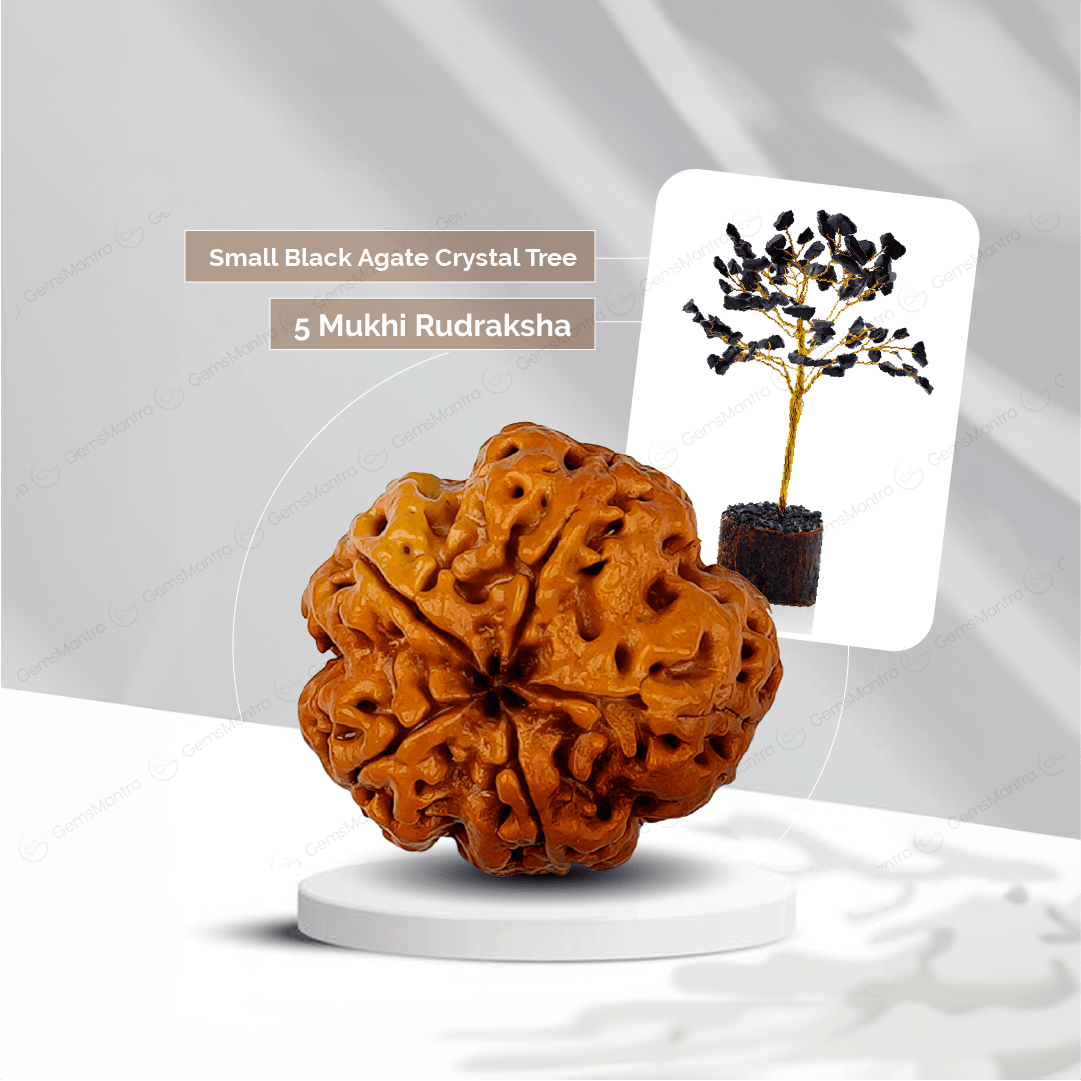 5 Mukhi Rudraksha + Small Black Agate Crystal Tree - Gemsmantra