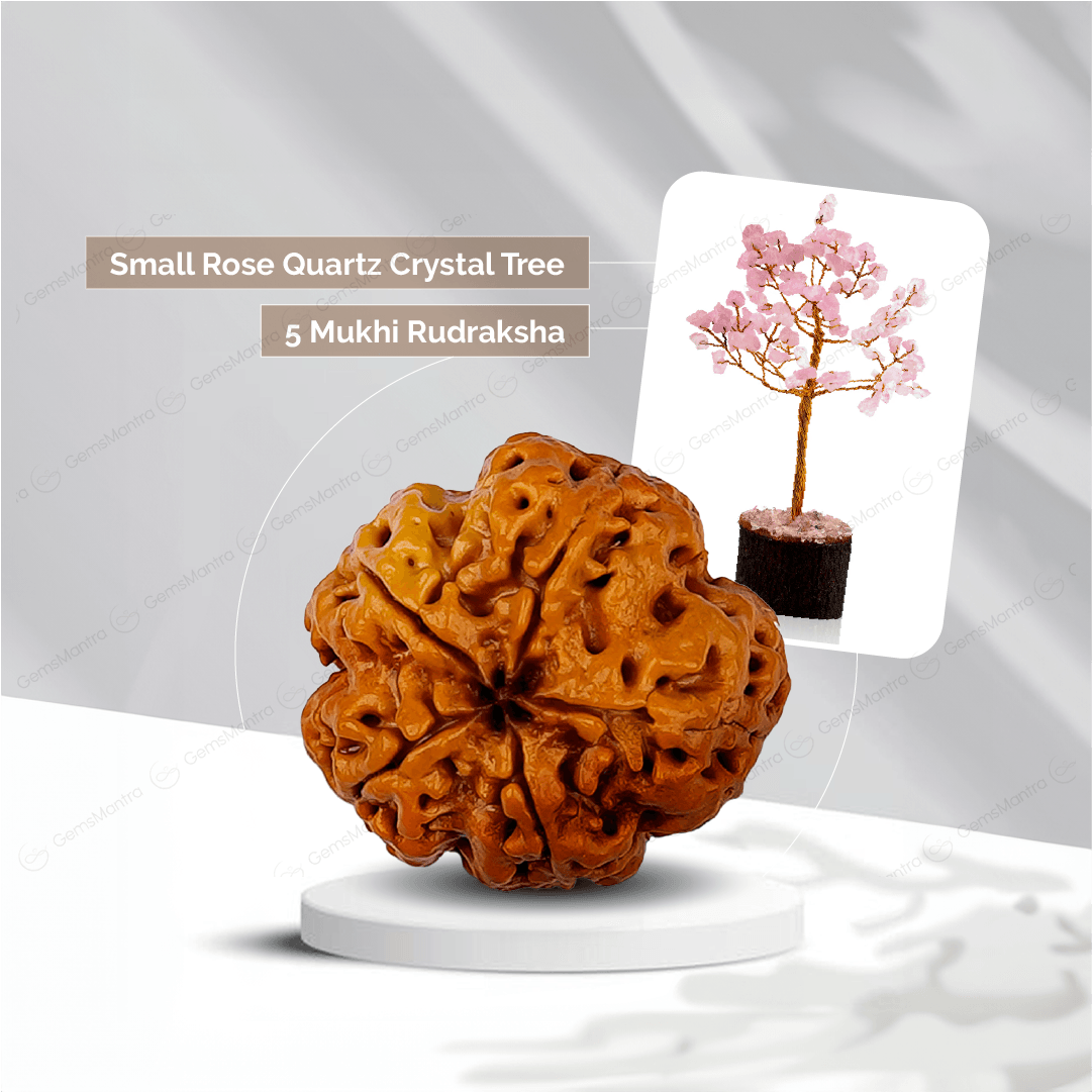5 Mukhi Rudraksha + Small Rose Quartz Crystal Tree - Gemsmantra