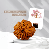 5 Mukhi Rudraksha + Small Rose Quartz Crystal Tree