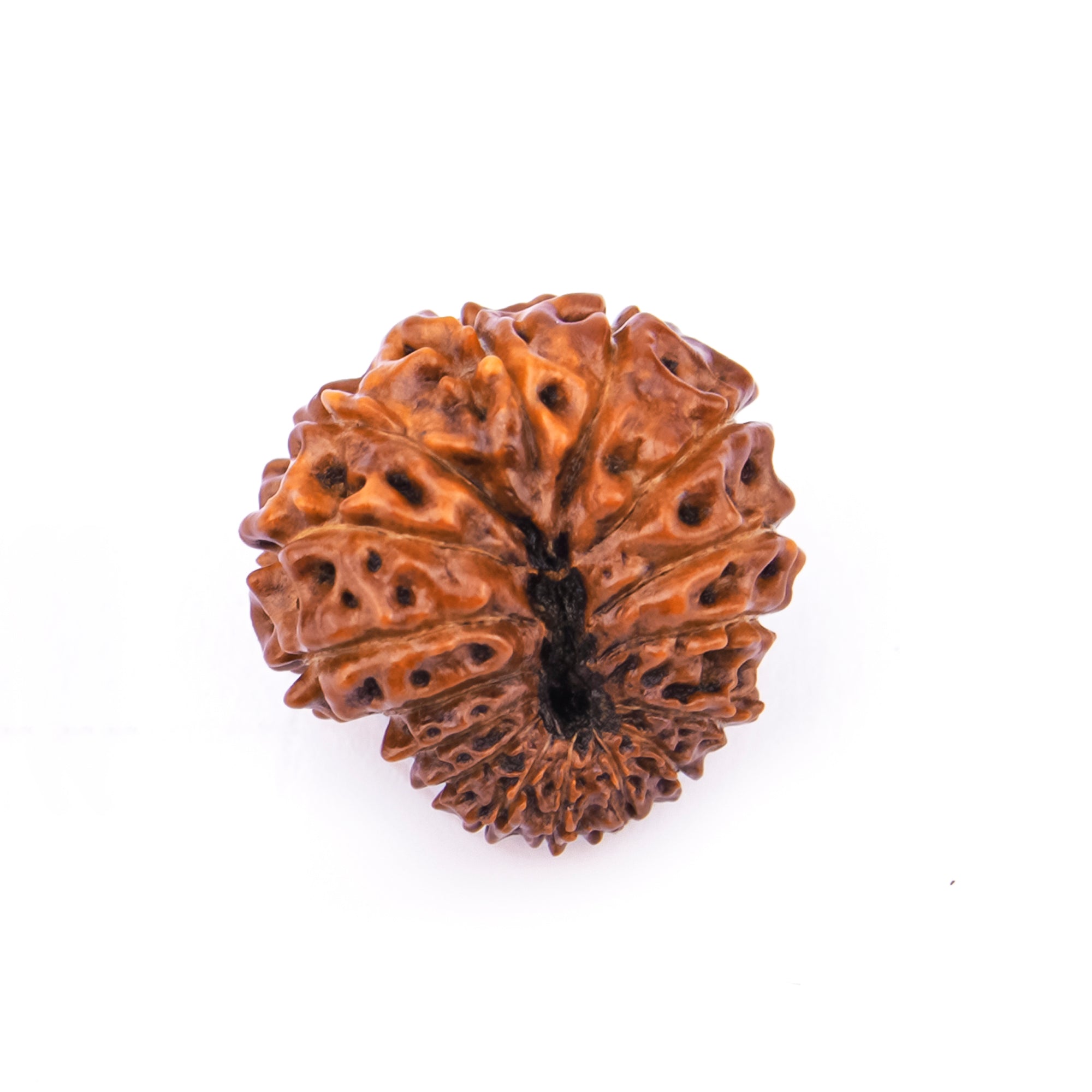 16 Mukhi Natural Rudraksha