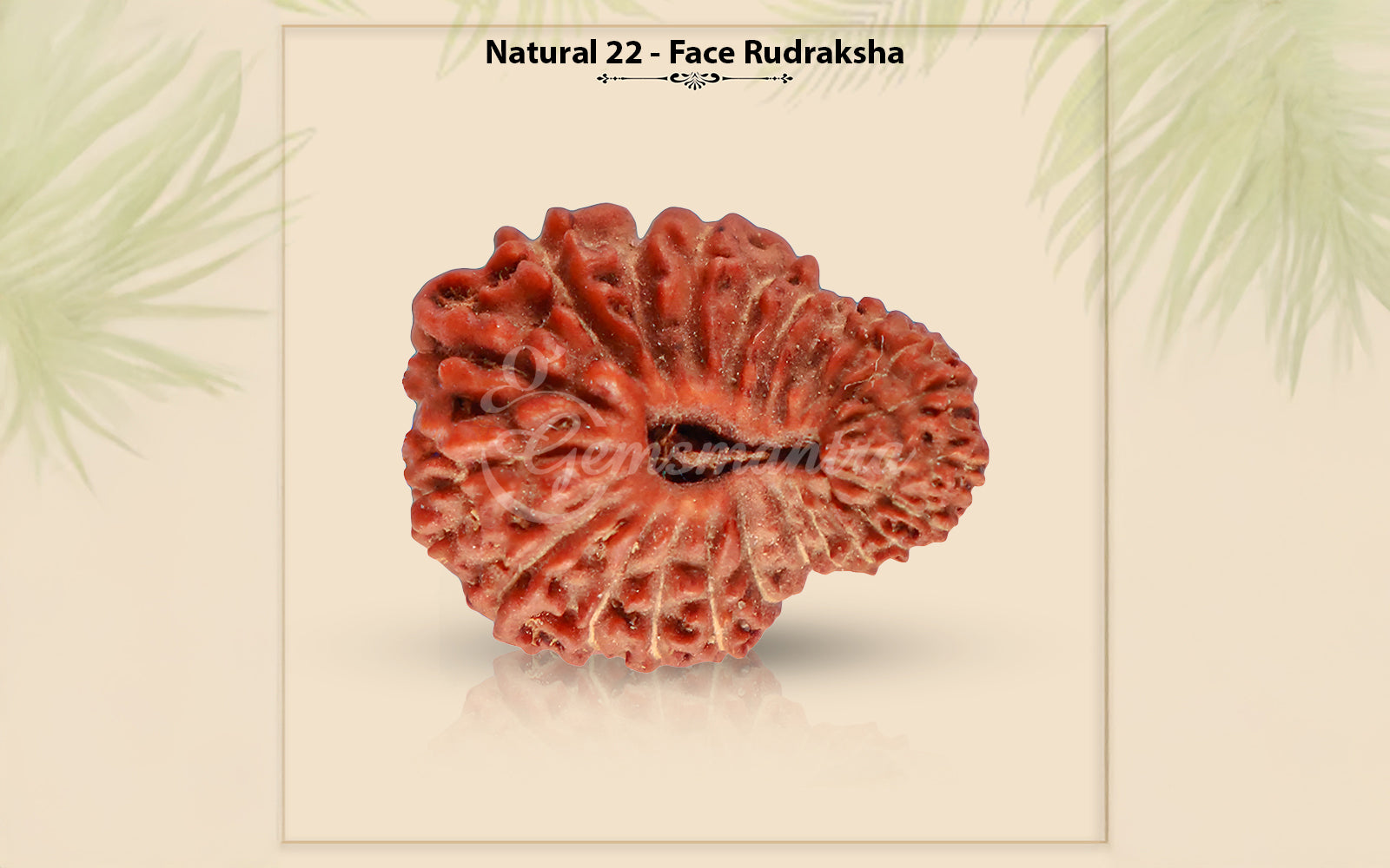 22 Mukhi Rudraksha (Nepali)