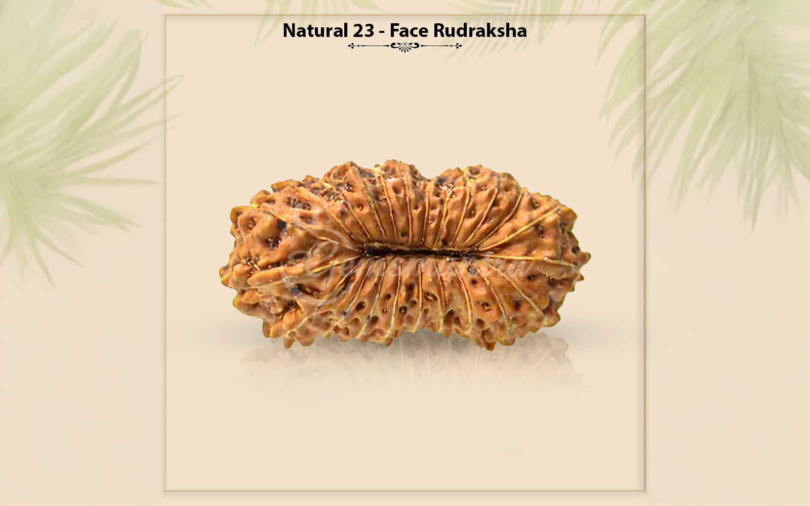 23 Mukhi Rudraksha (Nepali)