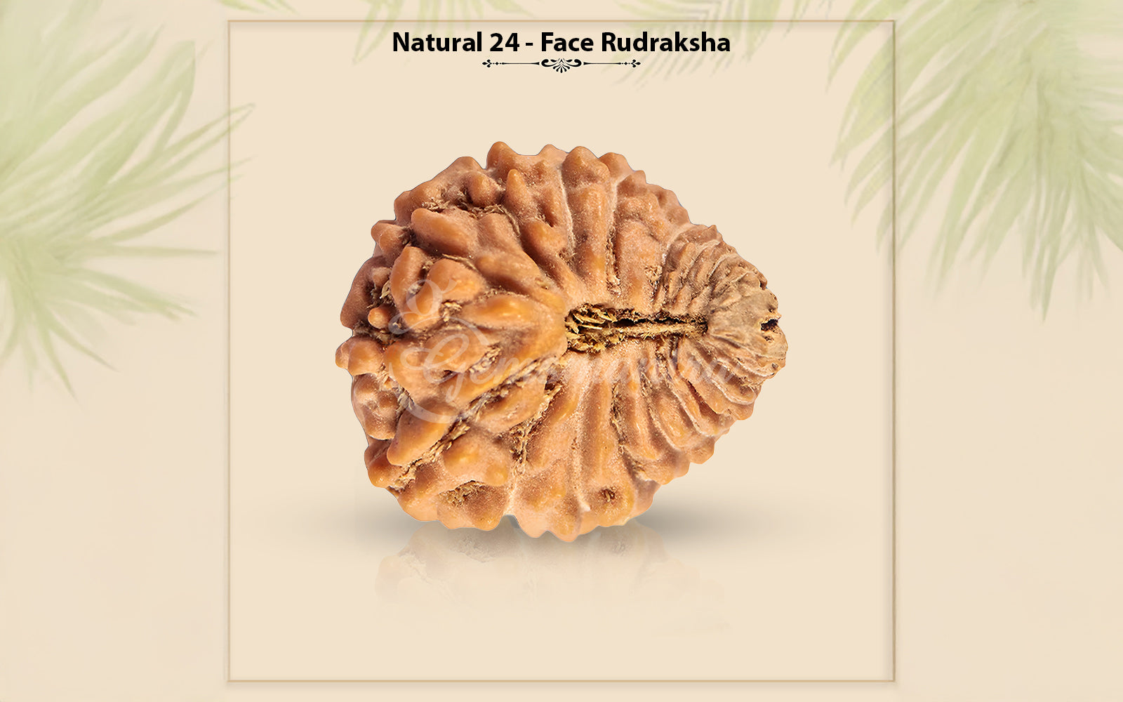 24 Mukhi Rudraksha (Nepali)