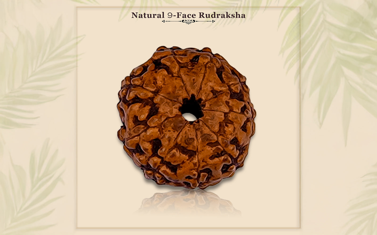 9 Mukhi Rudraksha – Original Indonesian Bead