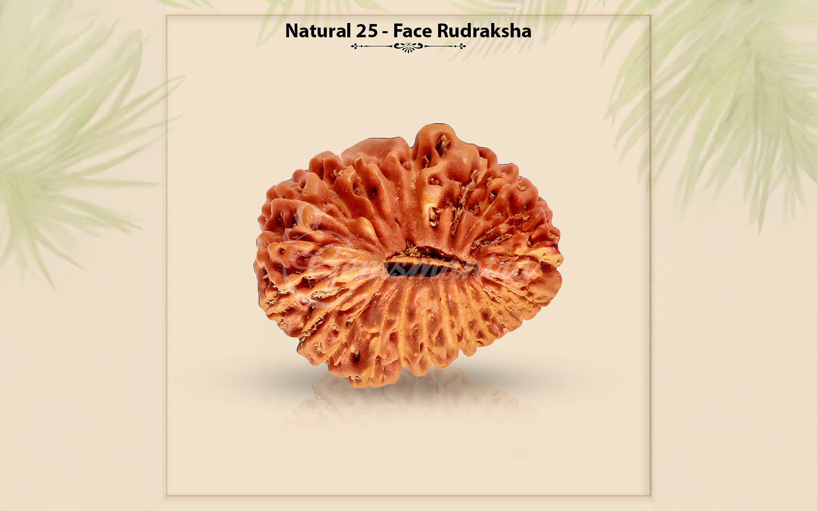 25 Mukhi Rudraksha (Nepali)