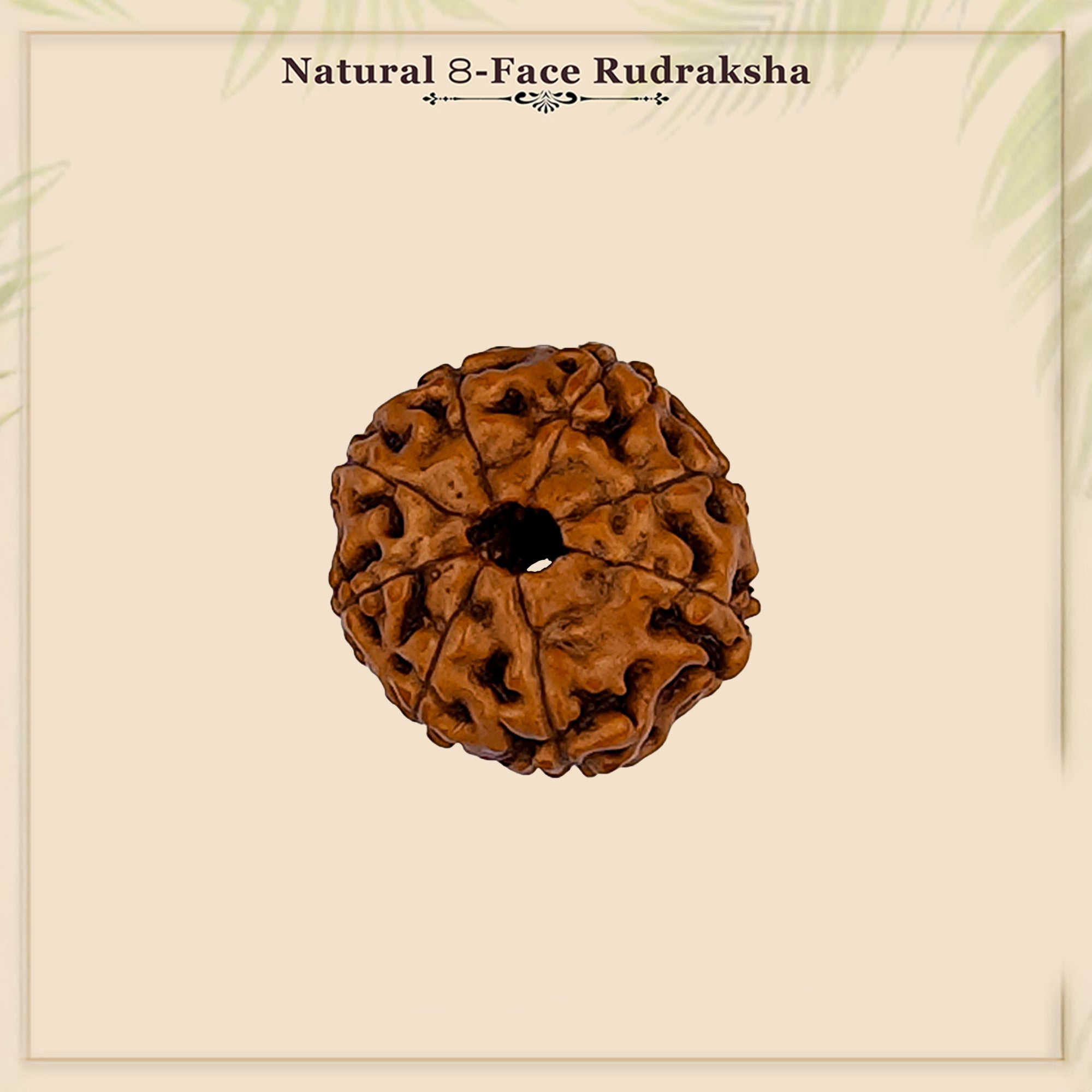 8 Mukhi Rudraksha – Original Indonesian Bead