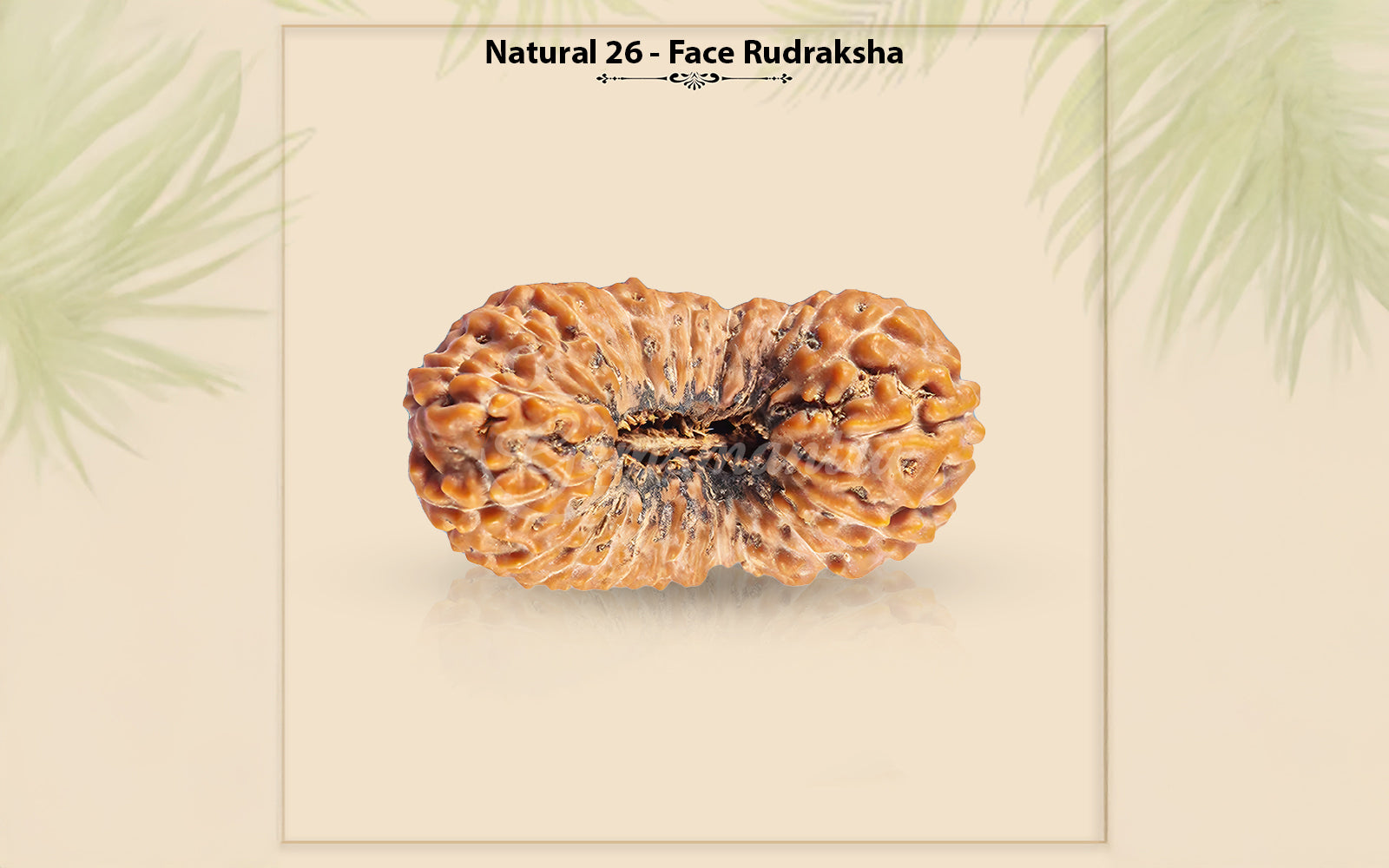 26 Mukhi Rudraksha (Nepali)