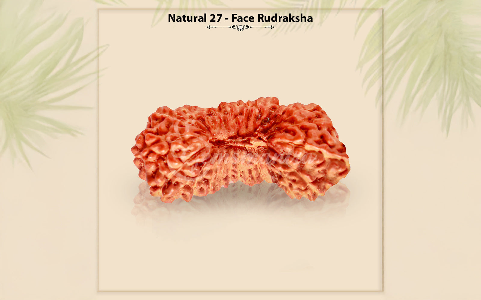 27 Mukhi Natural Rudraksha (Nepali)