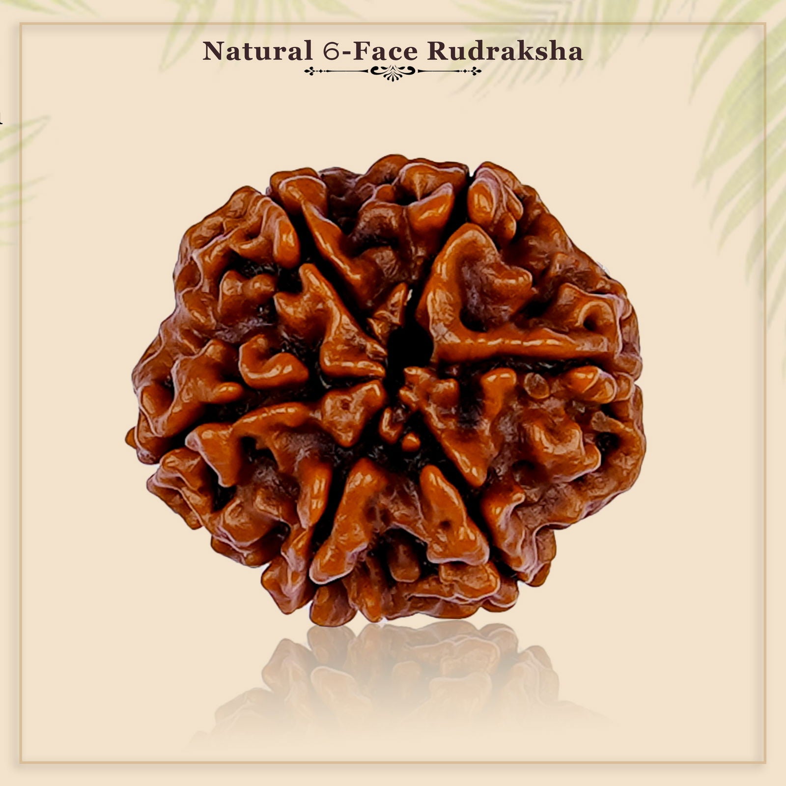 6 Mukhi Rudraksha - Gemsmantra