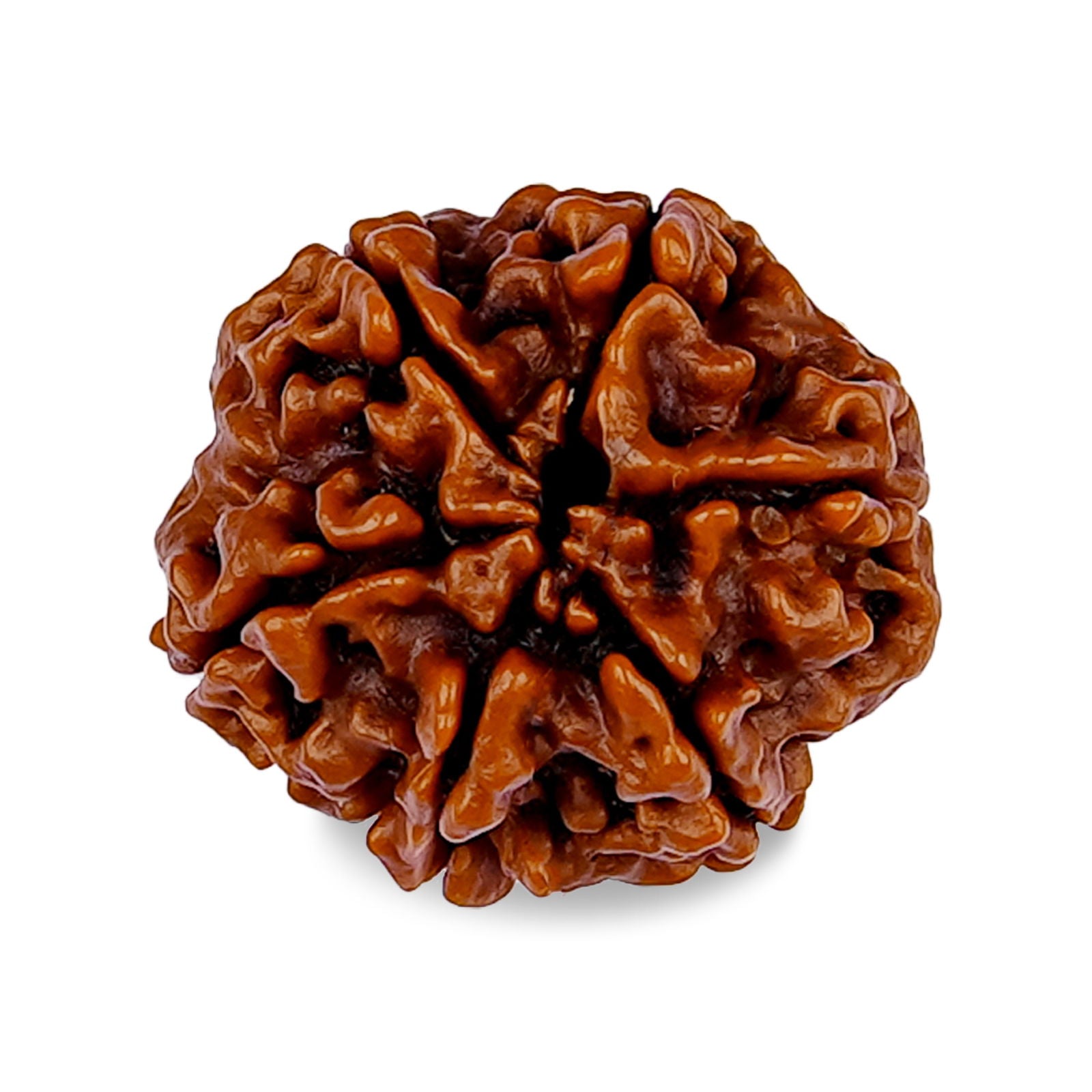 6 Mukhi Rudraksha - Gemsmantra