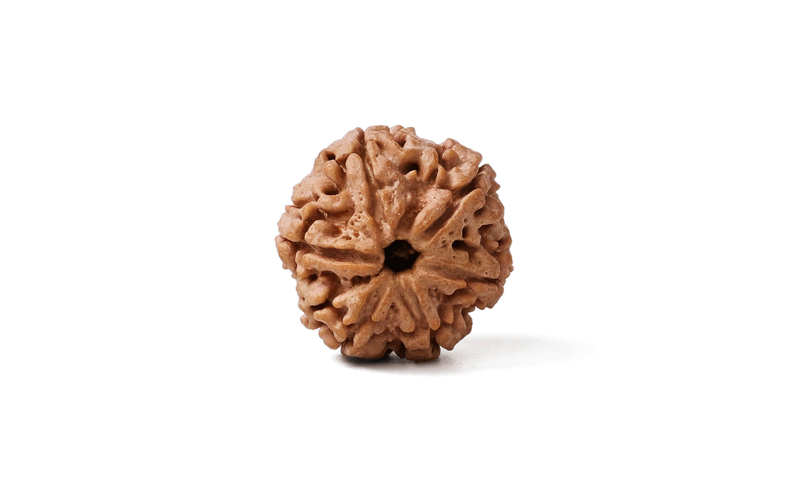 6 Mukhi Rudraksha (Nepali)