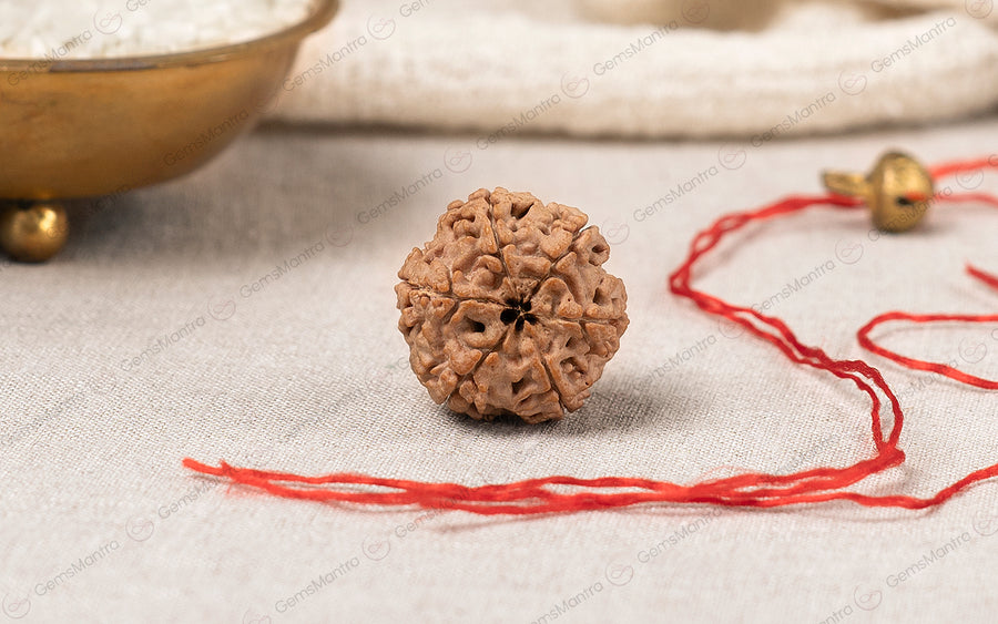 Natural 6 Mukhi Rudraksha (Nepali)