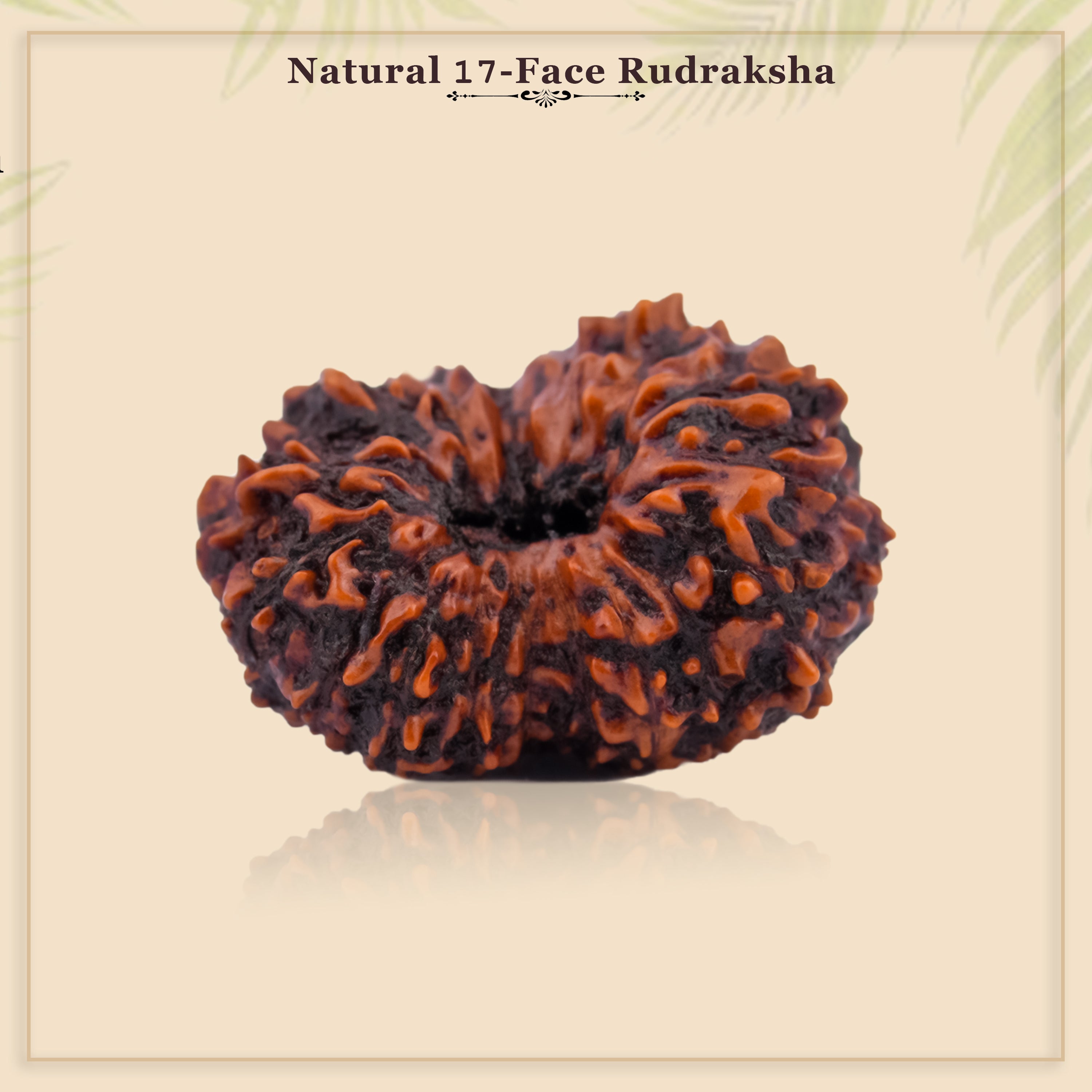 17 Mukhi Natural Rudraksha