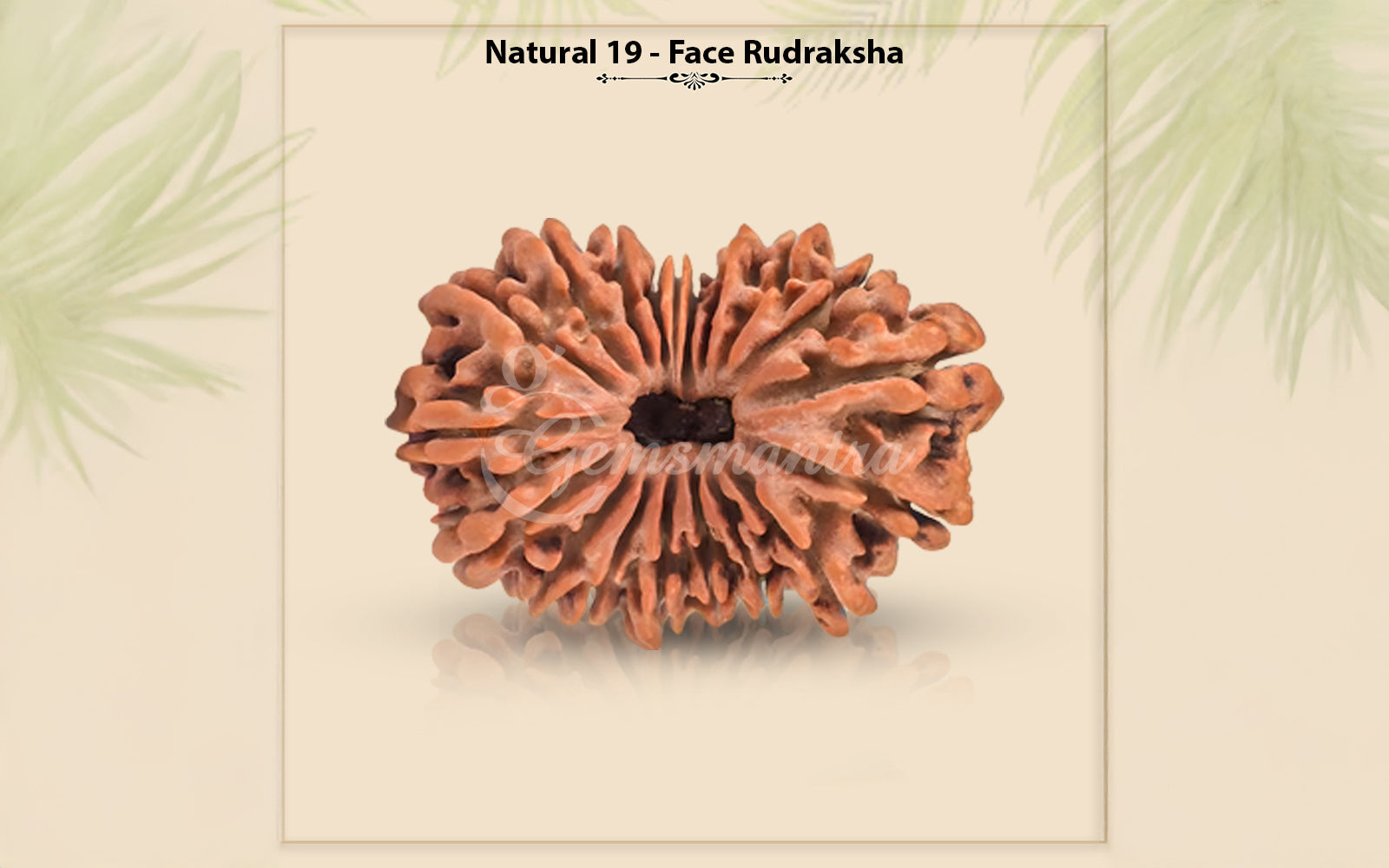 19 Mukhi Rudraksha (Nepali)