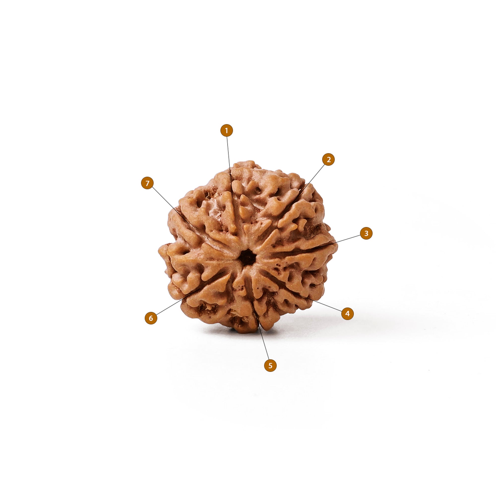 7 Mukhi Rudraksha – Original Nepali Bead