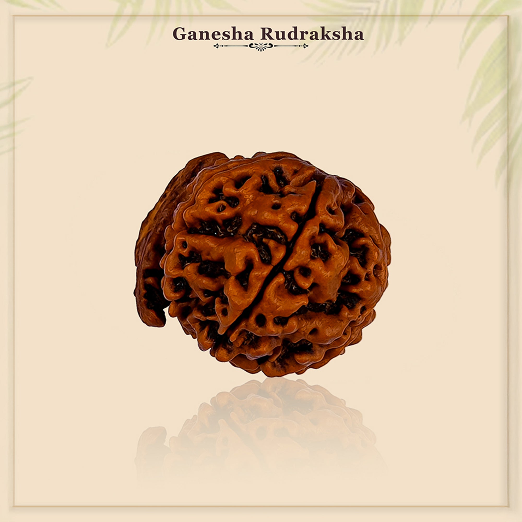 Ganesh Rudraksha – Original Natural Bead
