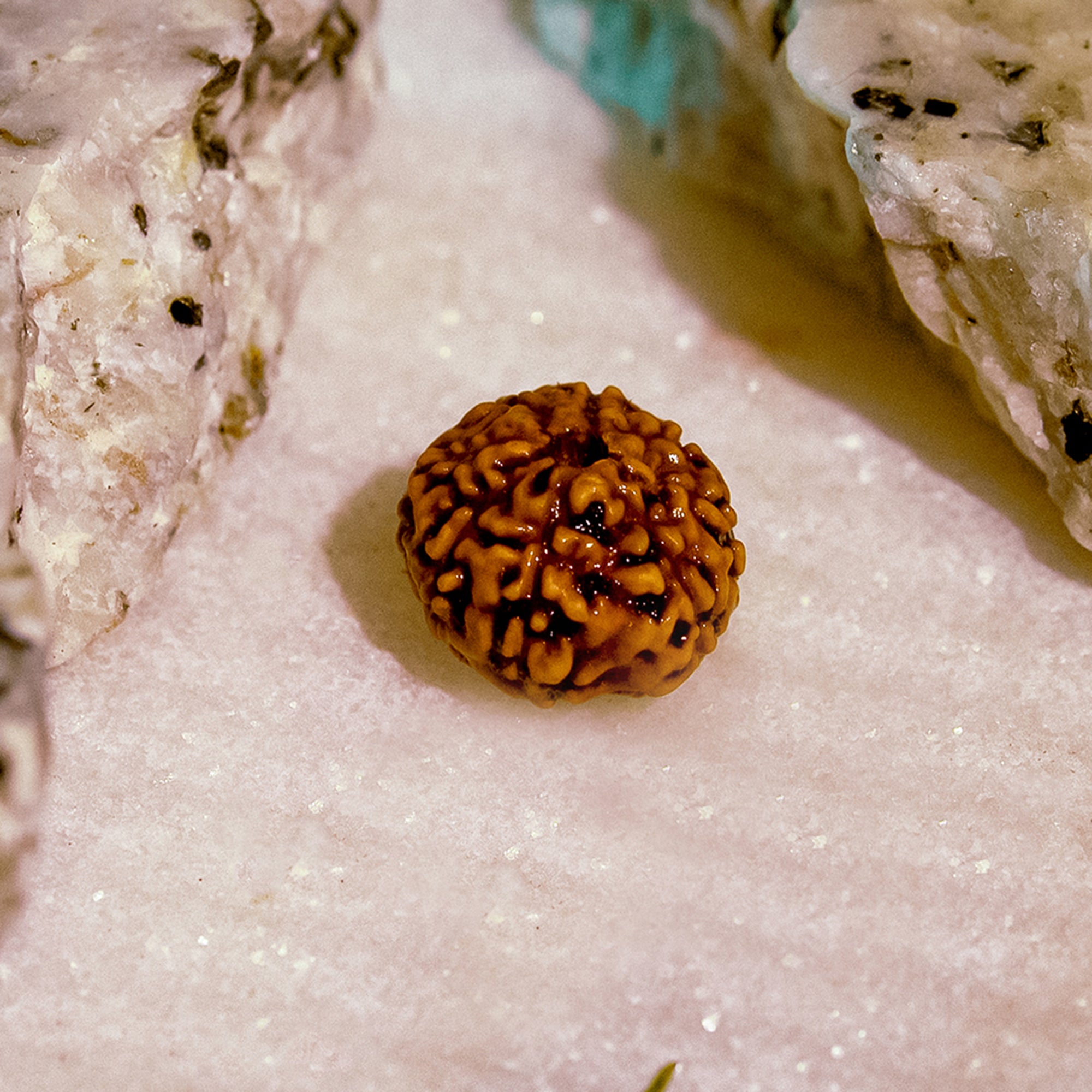 8 Mukhi Rudraksha – Original Indonesian Bead