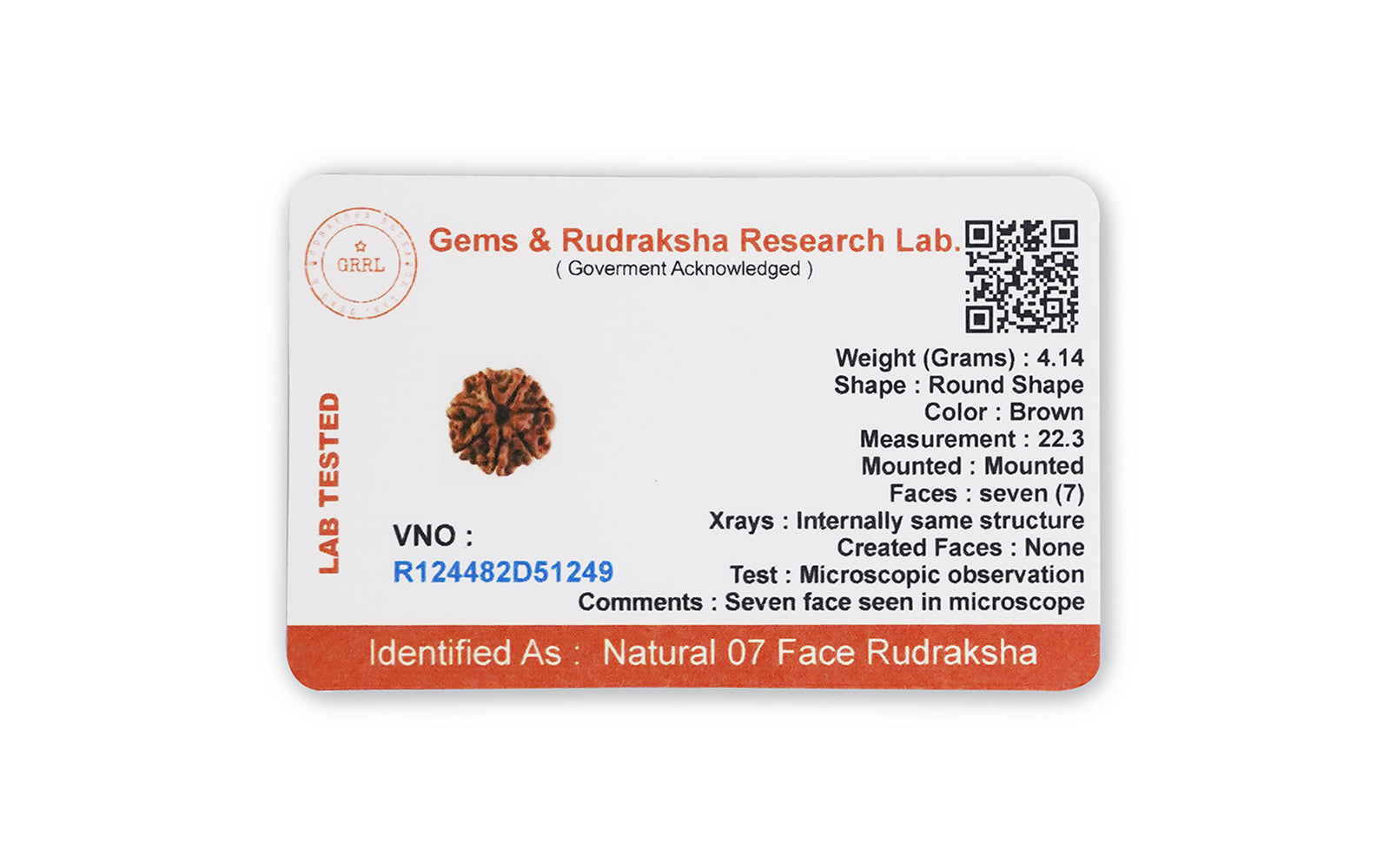 7 Mukhi Rudraksha (Nepali)