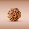 7 Mukhi