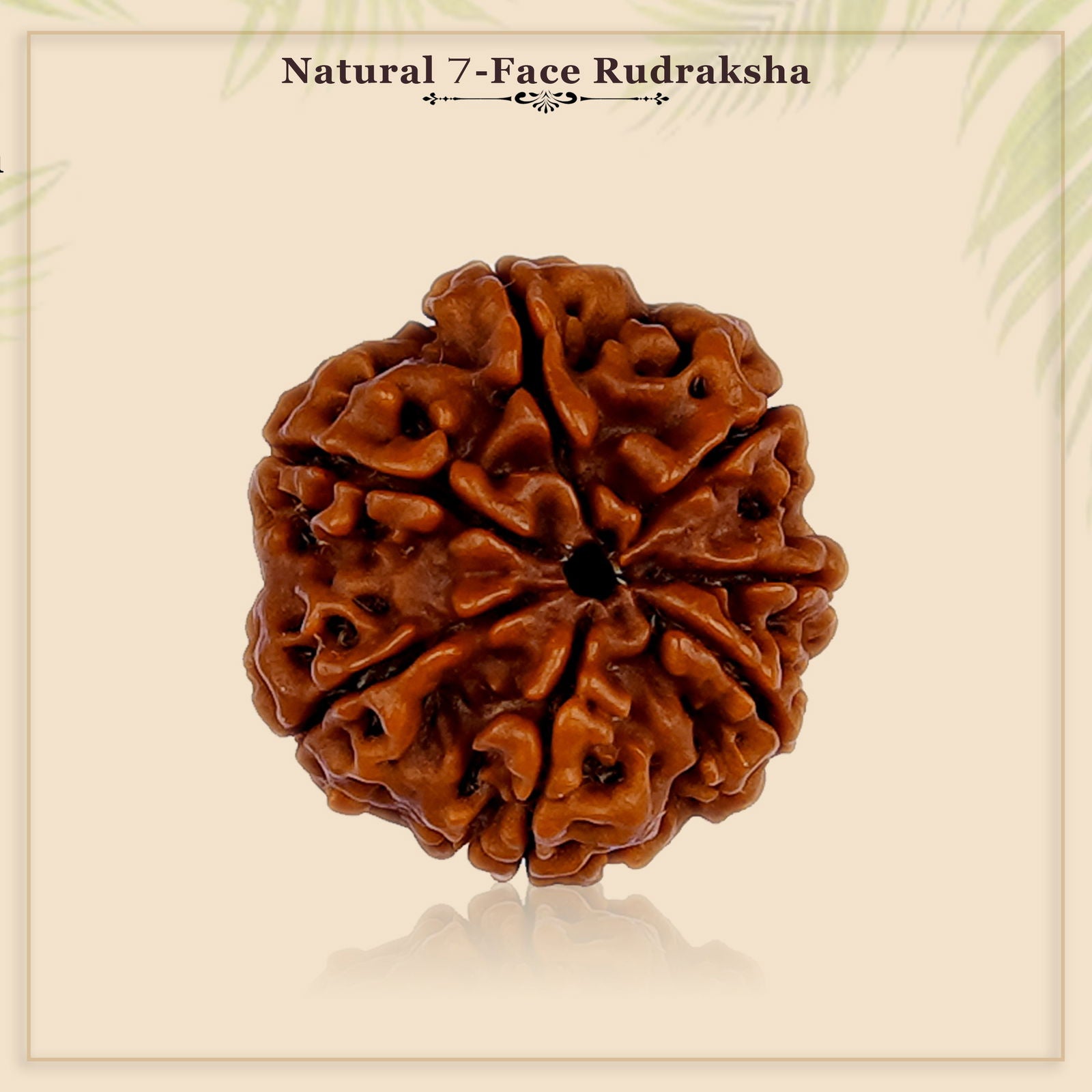 7 Mukhi Rudraksha - Gemsmantra