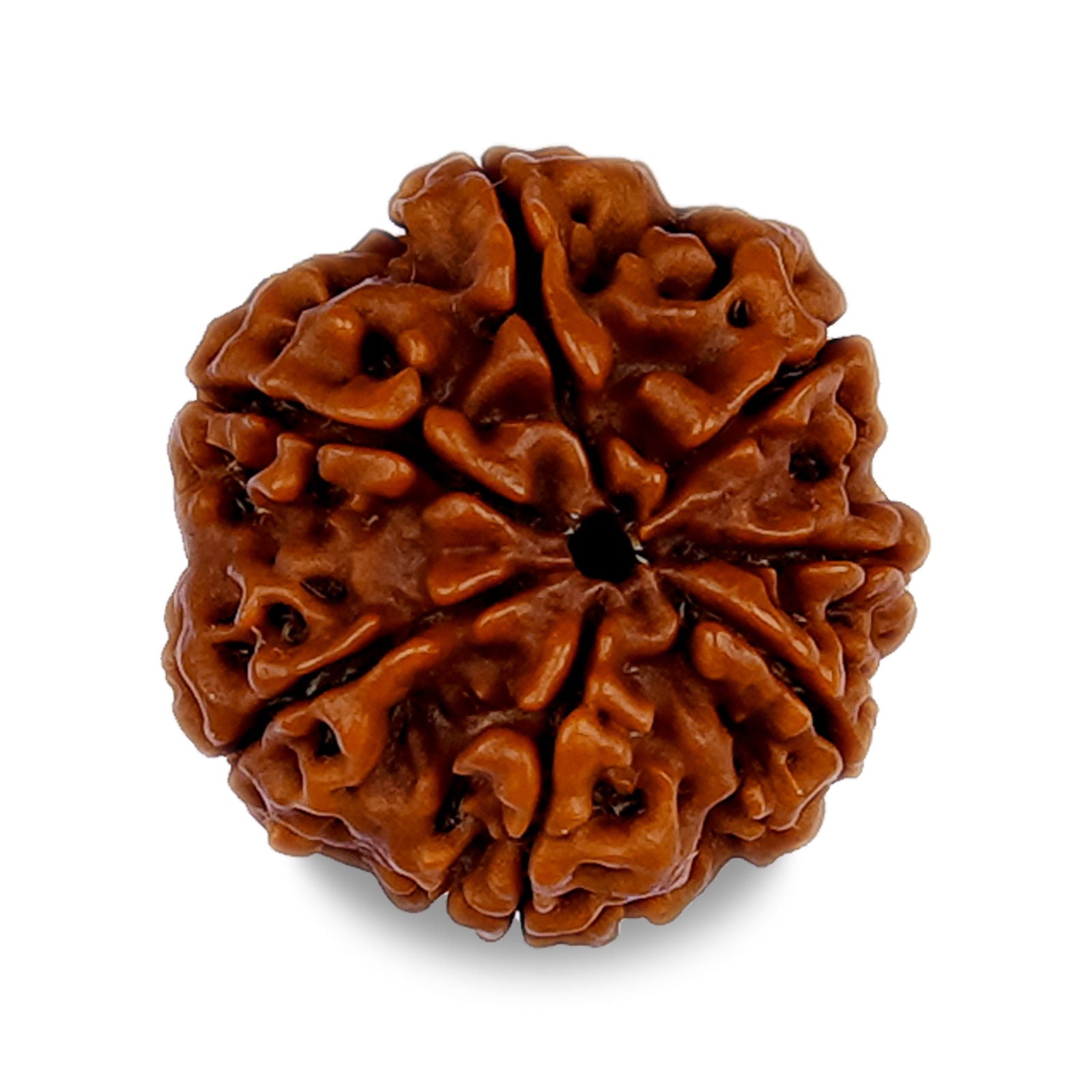 7 Mukhi Rudraksha - Gemsmantra