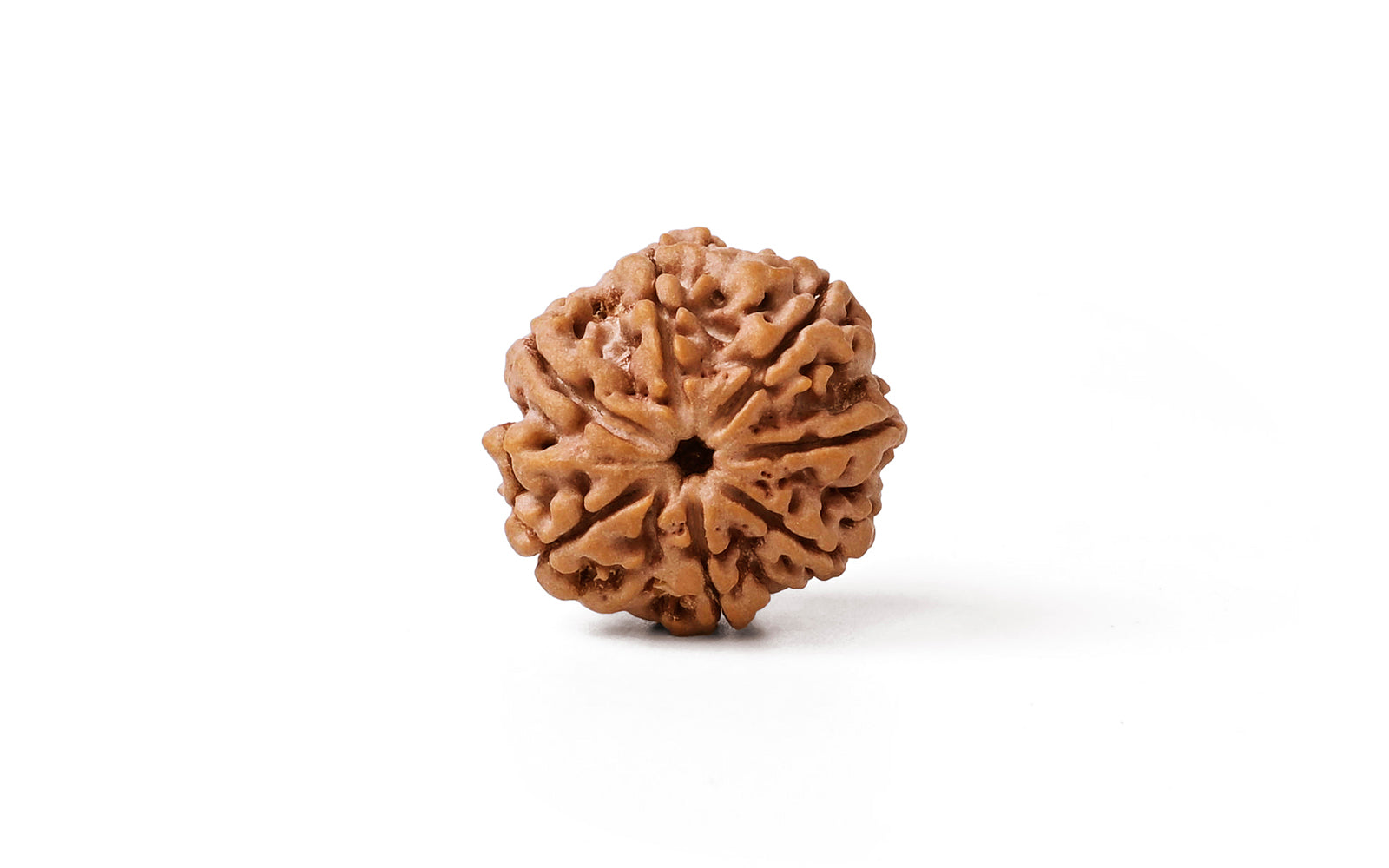 7 Mukhi Rudraksha (Nepali)