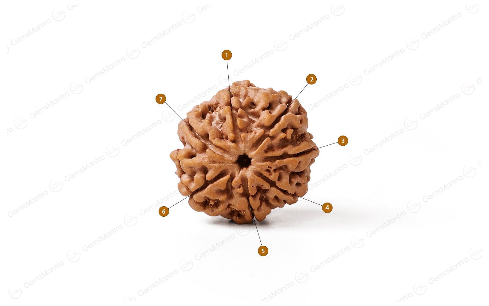 Abhimantrit Natural 7 Mukhi Rudraksha (Nepali)