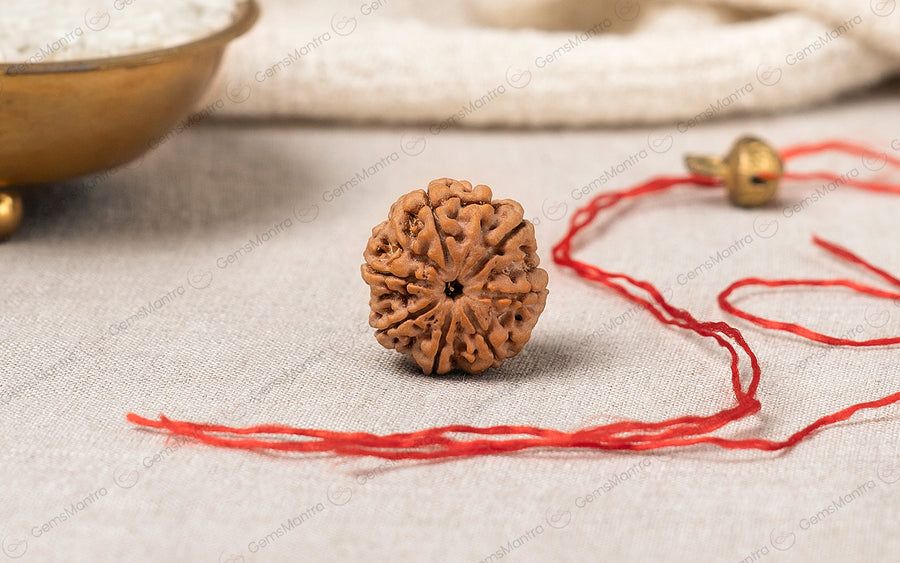 Natural 7 Mukhi Rudraksha (Nepali)