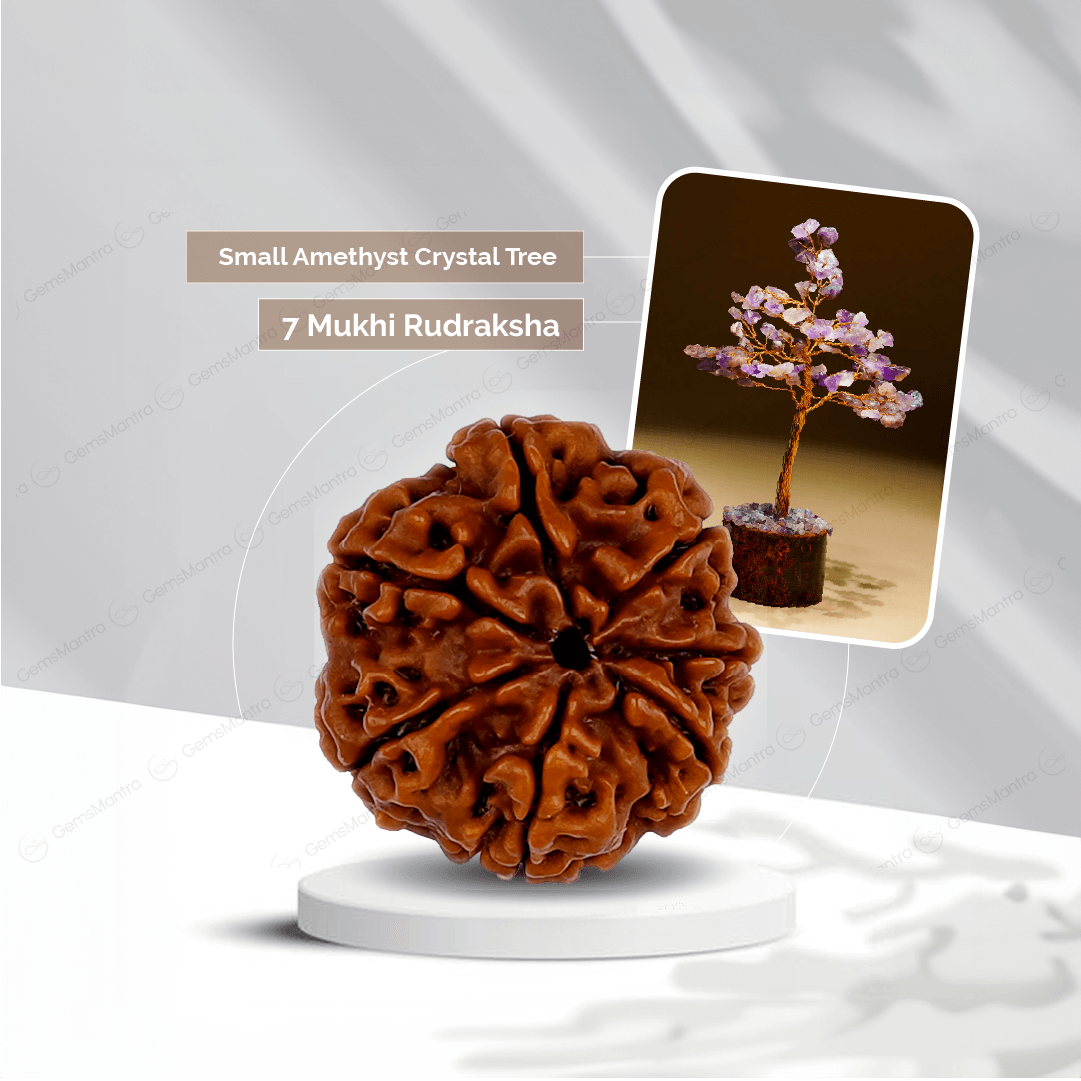 7 Mukhi Rudraksha + Small Amethyst Crystal Tree - Gemsmantra