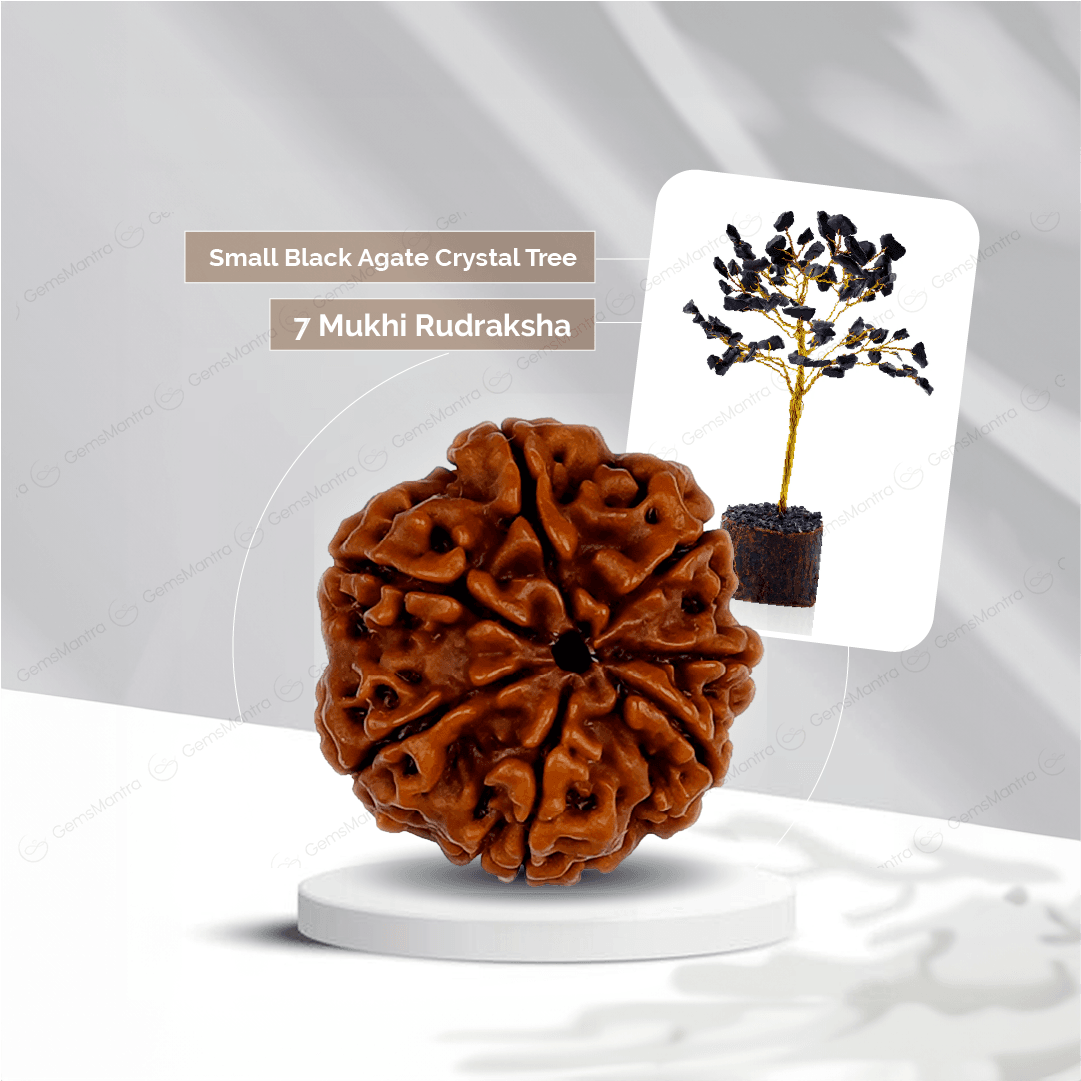 7 Mukhi Rudraksha + Small Black agate Crystal Tree - Gemsmantra