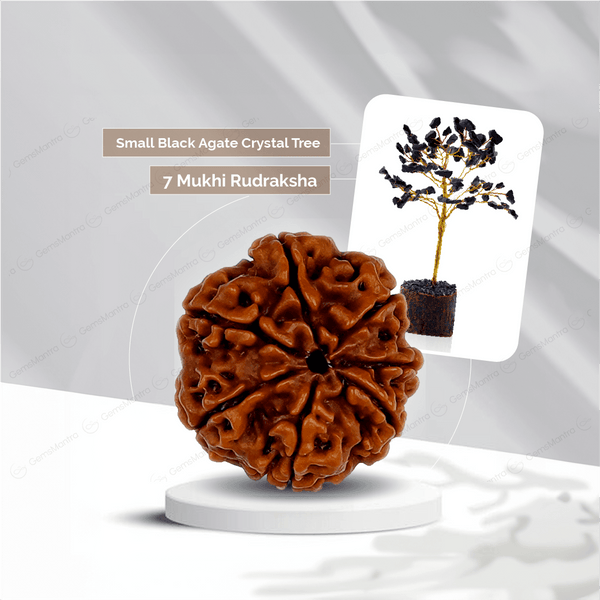 7 Mukhi Rudraksha + Small Black agate Crystal Tree - Gemsmantra