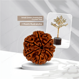 7 Mukhi Rudraksha + Small Green Aventurine Crystal Tree