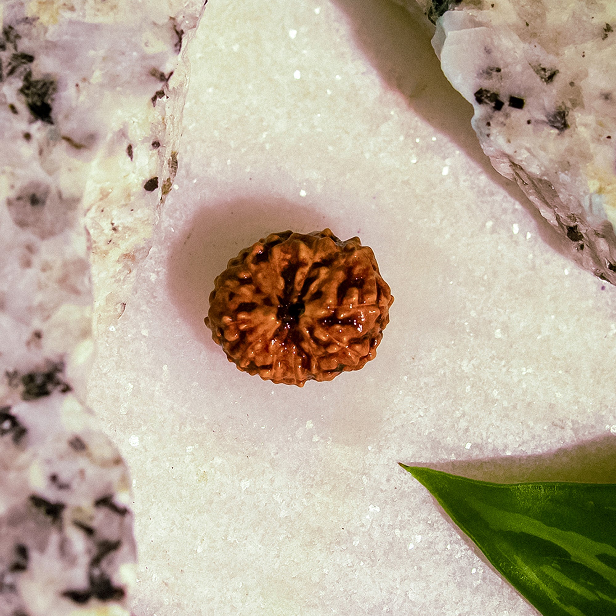 12 Mukhi Rudraksha – Original Indonesian Bead