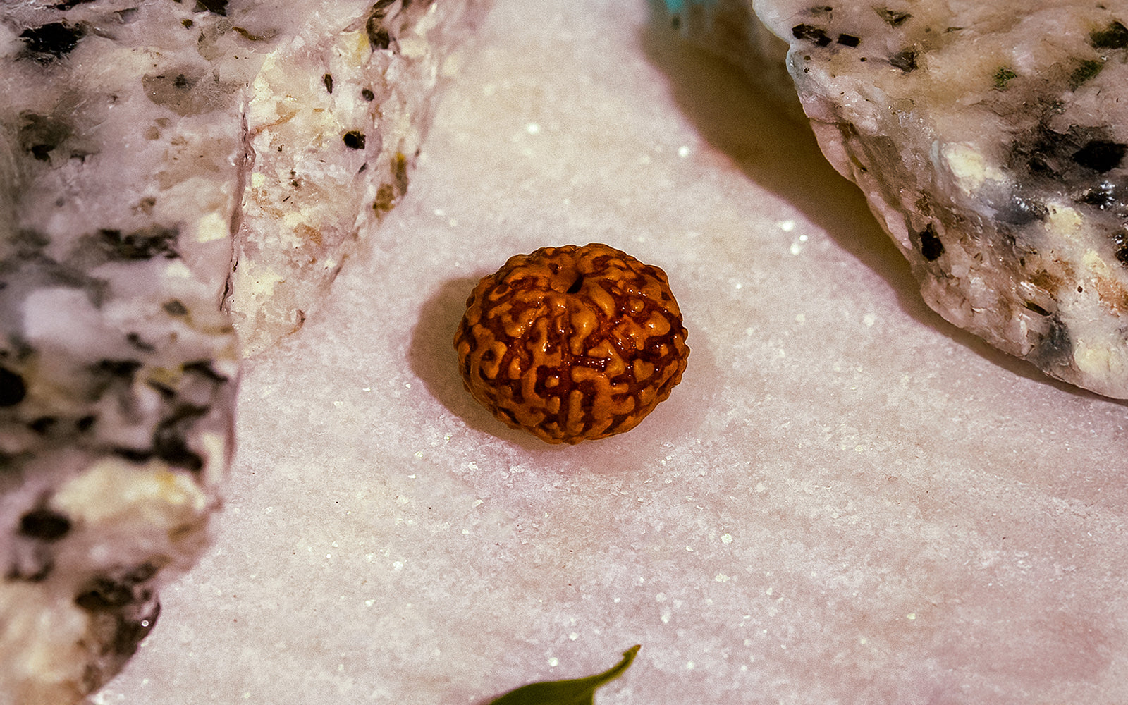 9 Mukhi Rudraksha – Original Indonesian Bead