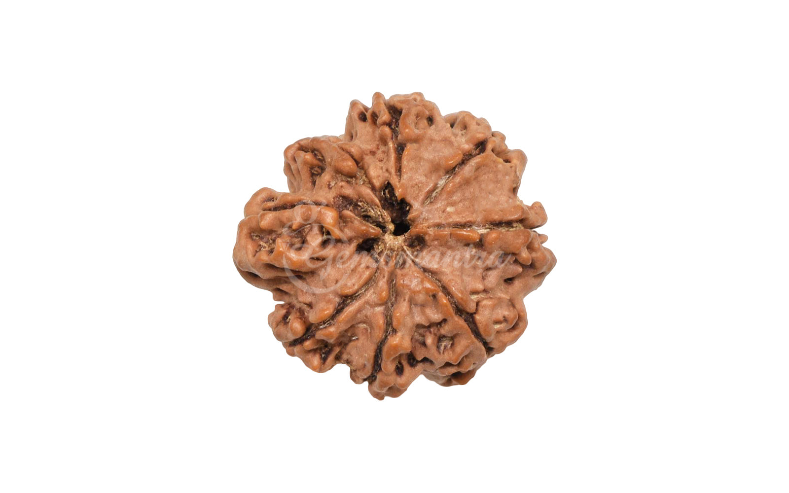 8 Mukhi Rudraksha (Nepali)