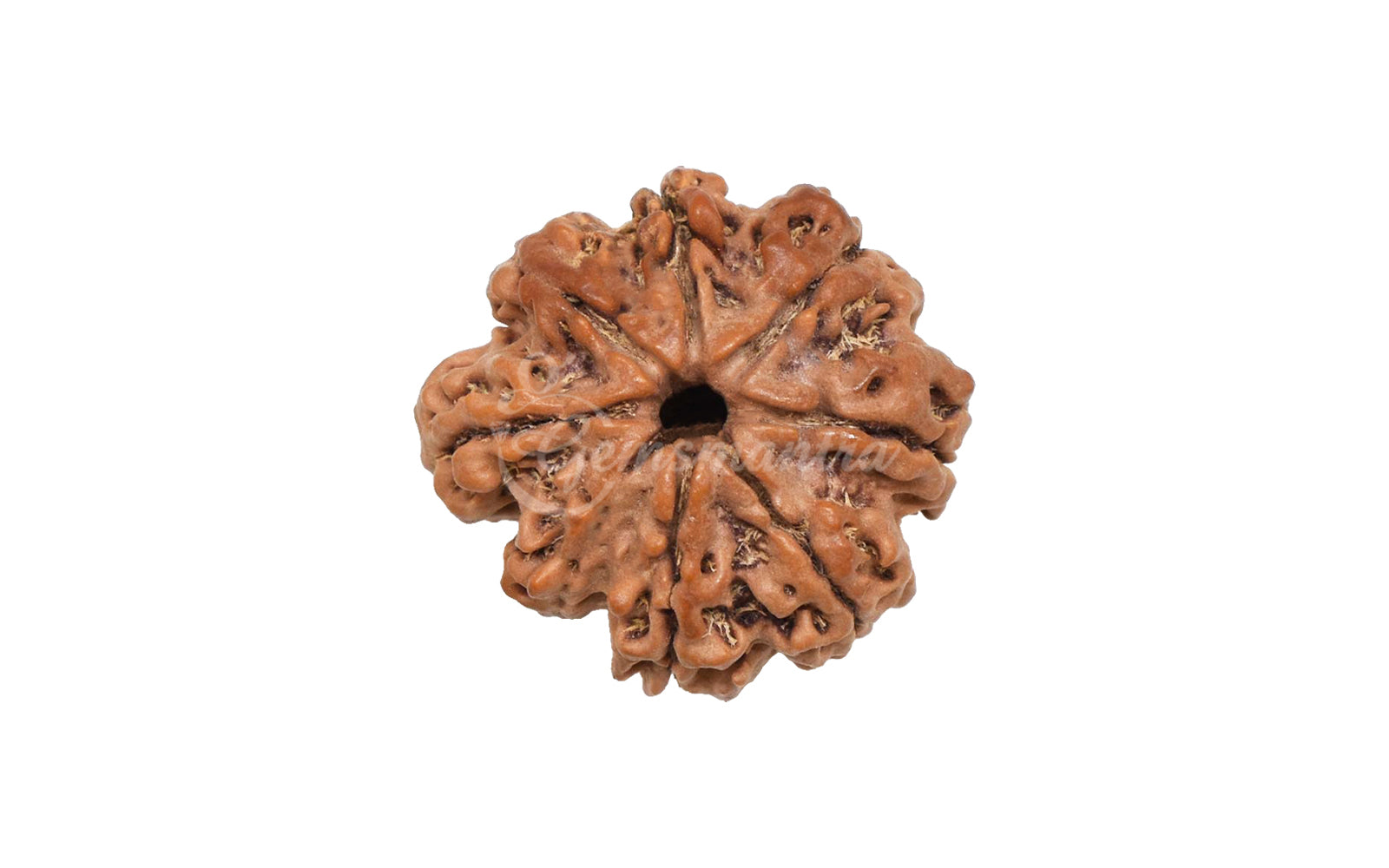 8 Mukhi Rudraksha (Nepali)