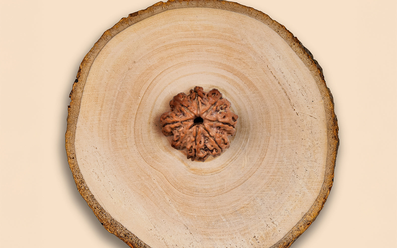 8 Mukhi Rudraksha (Nepali)