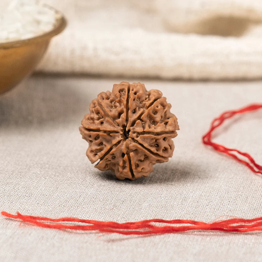 7 & 8 Mukhi Rudraksha Pair — Lakshmi & Ganesha Blessings