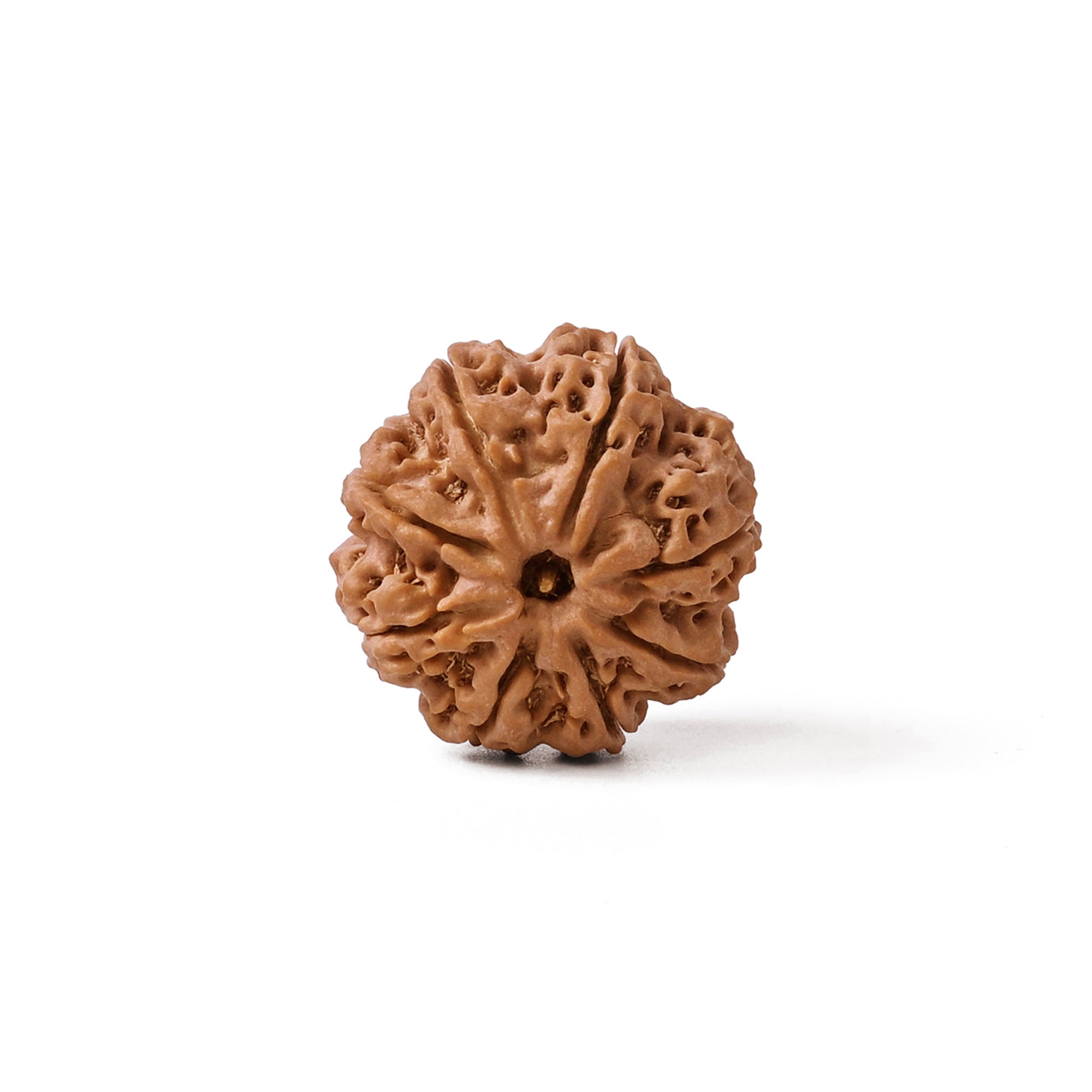 8 Mukhi Rudraksha – Original Nepali Bead