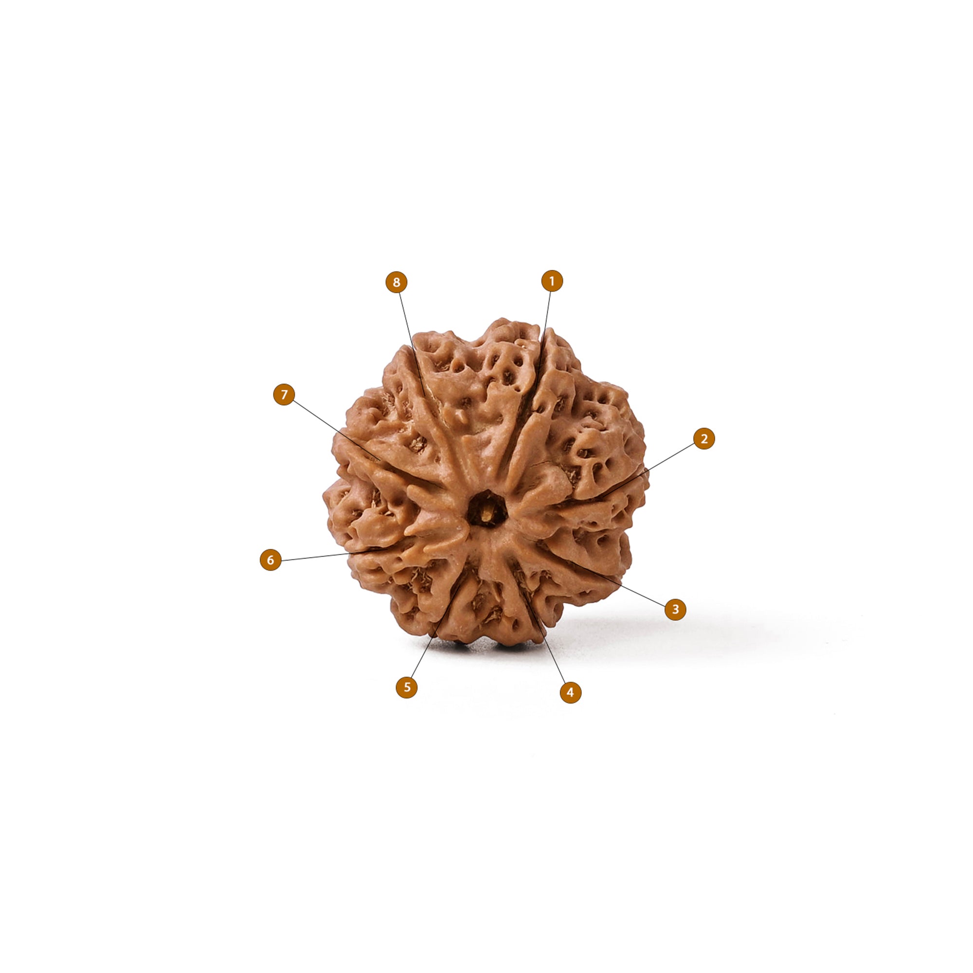 8 Mukhi Rudraksha – Original Nepali Bead
